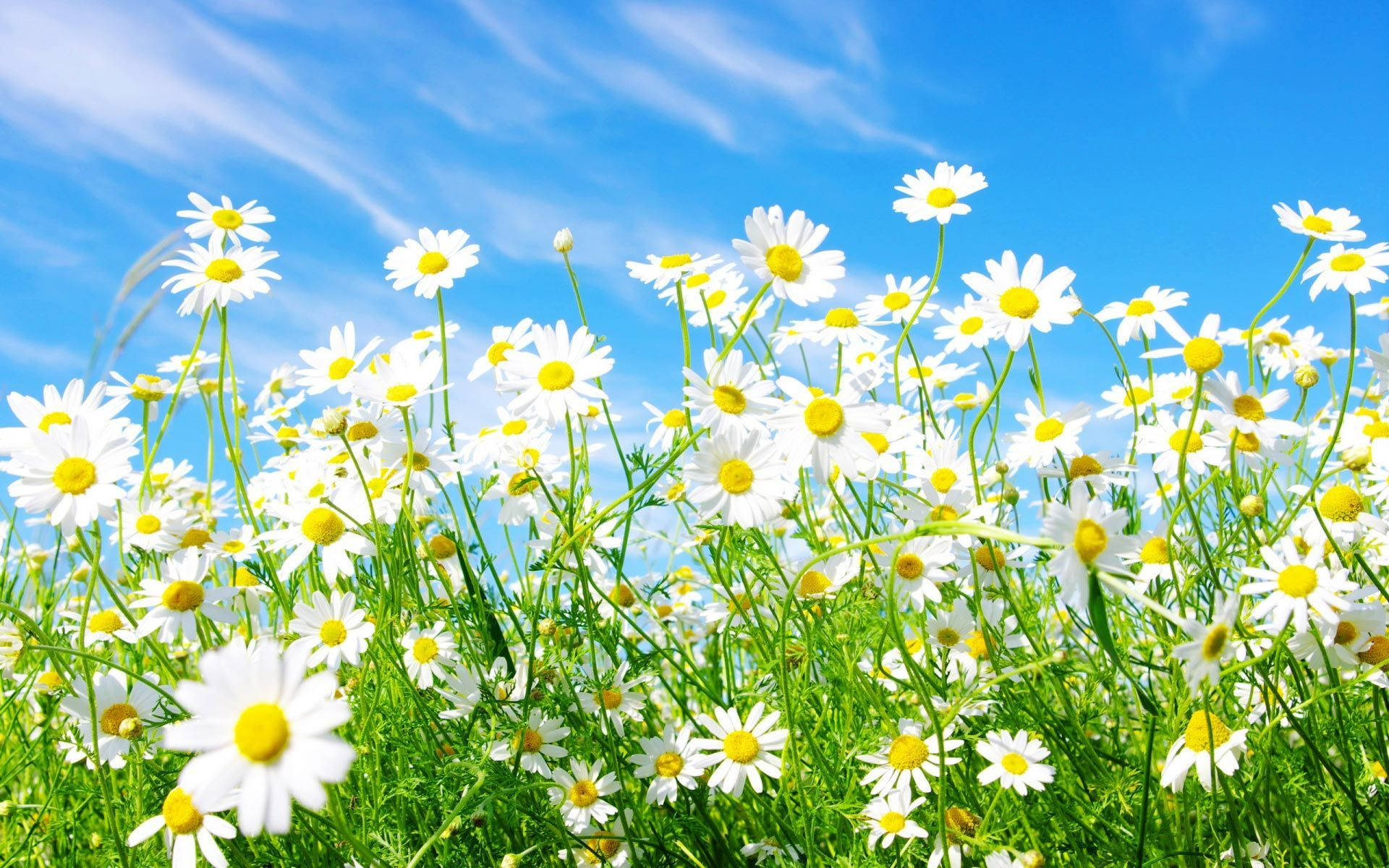 1920x1200 Free Spring Wallpaper Downloads, Spring Wallpaper for FREE, Desktop