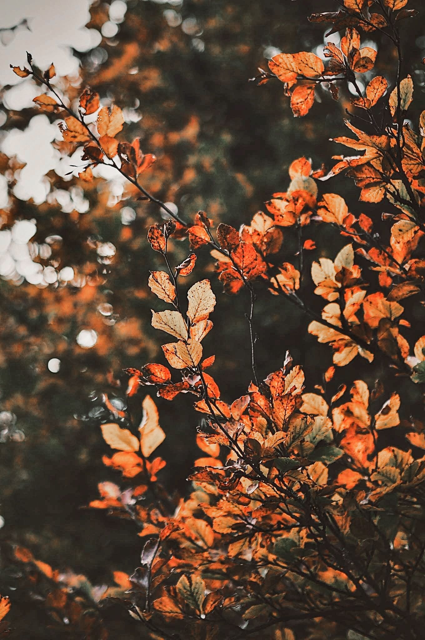 1360x2050 Fall leaves. Autumn photography, Fall wallpaper, Autumn scenery, Phone