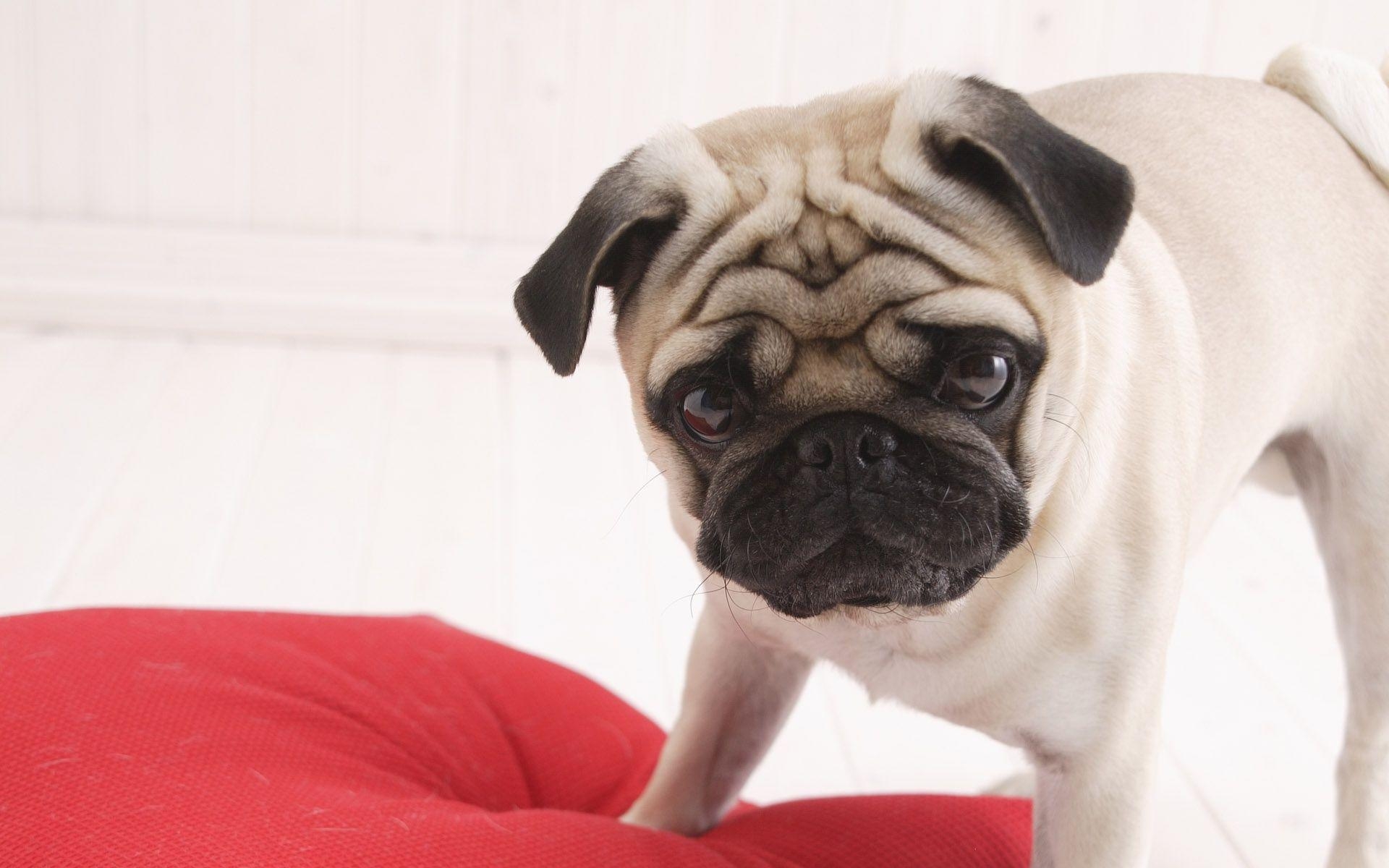 1920x1200 Pug Dog Standing on Red Pillow Free and Wallpaper, Desktop