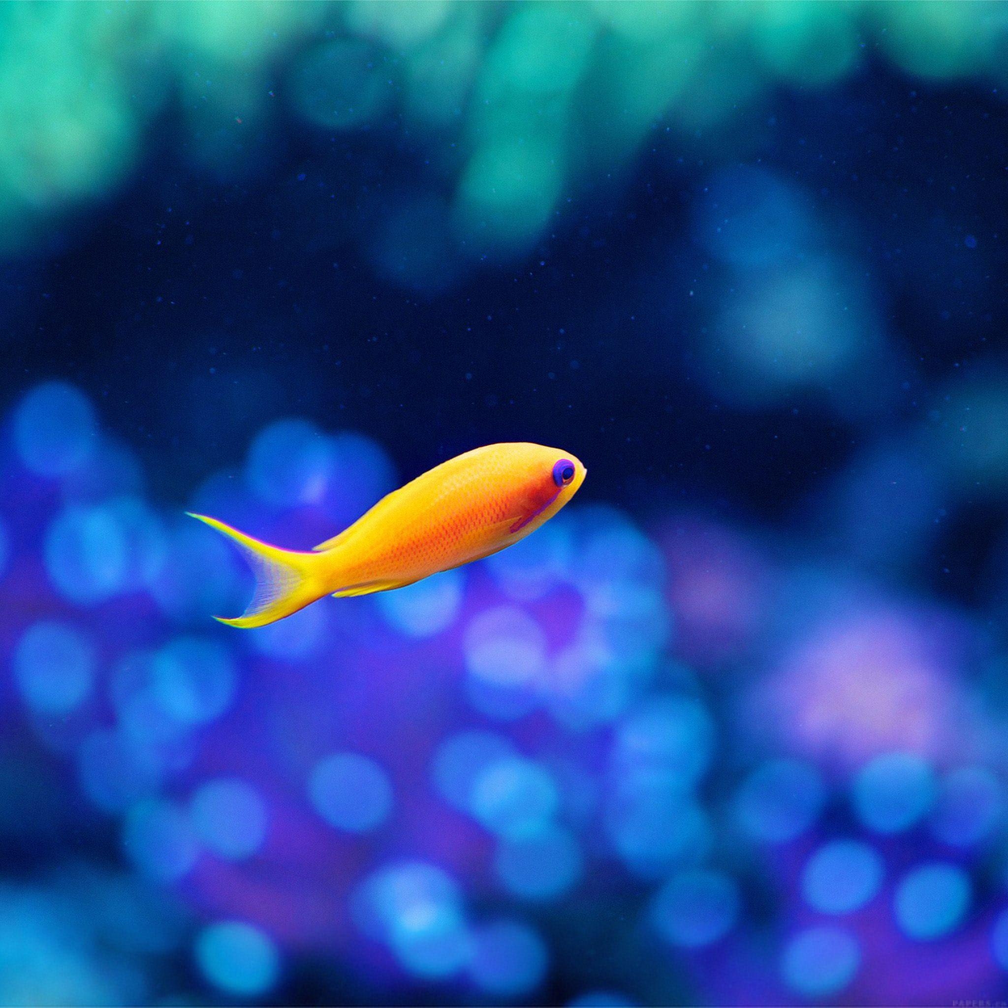 2050x2050 Cute Fish Ocean Sea Animal Nature iPad Air Wallpaper Download, Phone