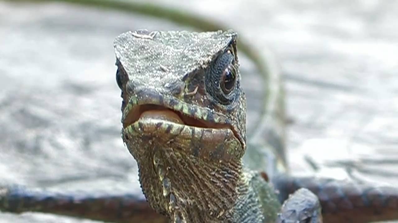 1280x720 Helmeted Iguana cristatus Virtual, Desktop