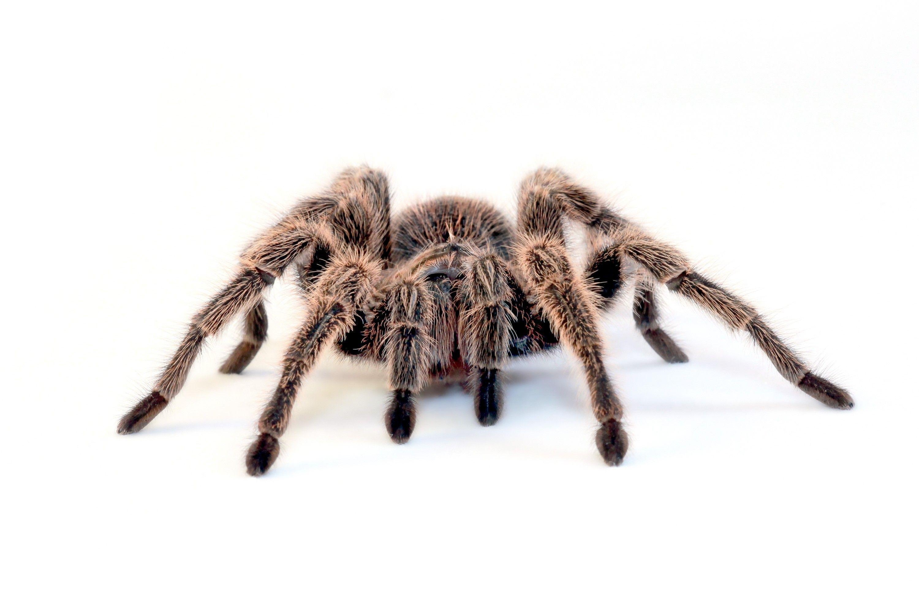 3000x2000 spiders, simple background, tarantula, white background wallpaper, Desktop