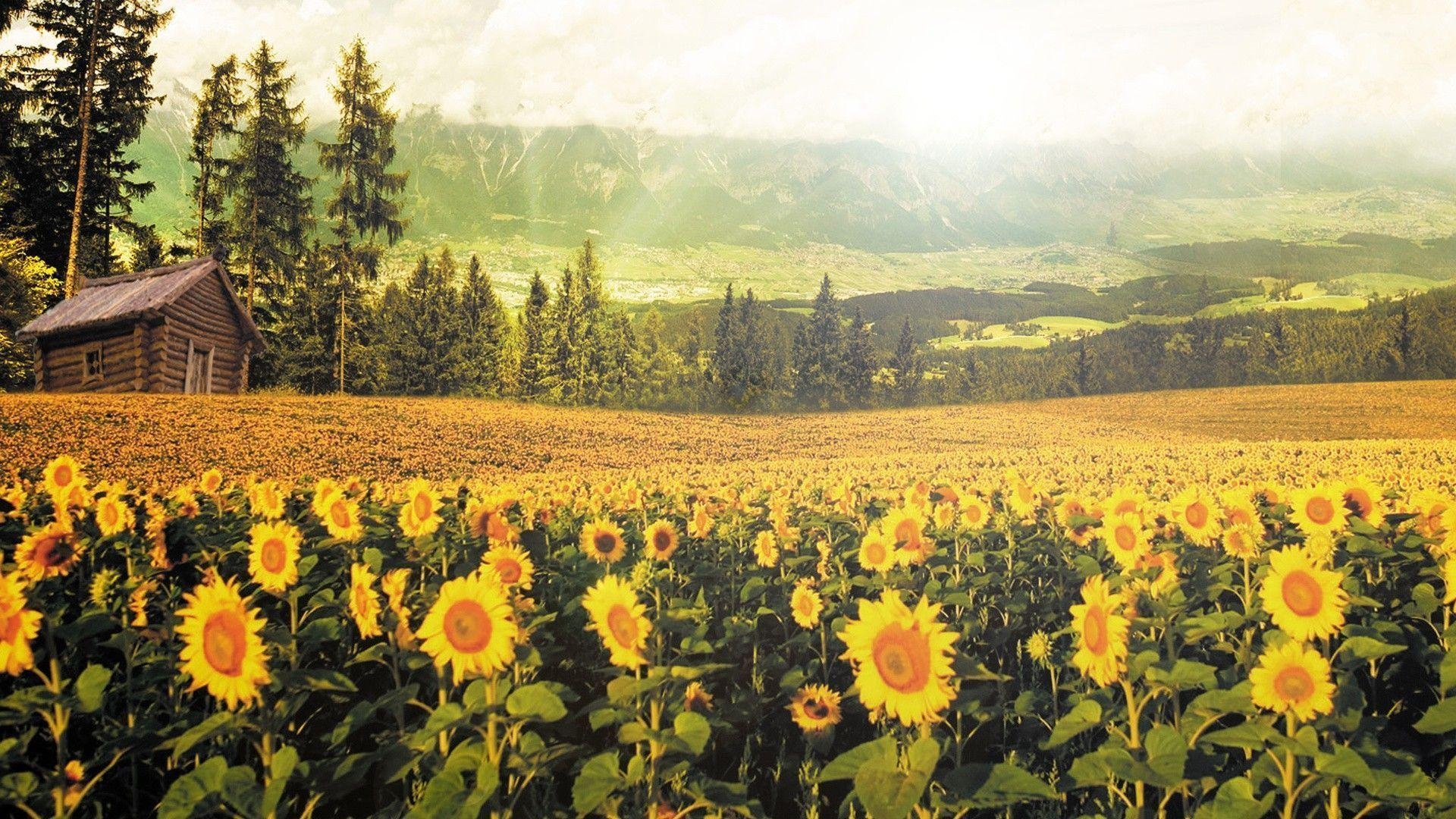 1920x1080 Download Nature Sunflowers Wallpaper, Desktop