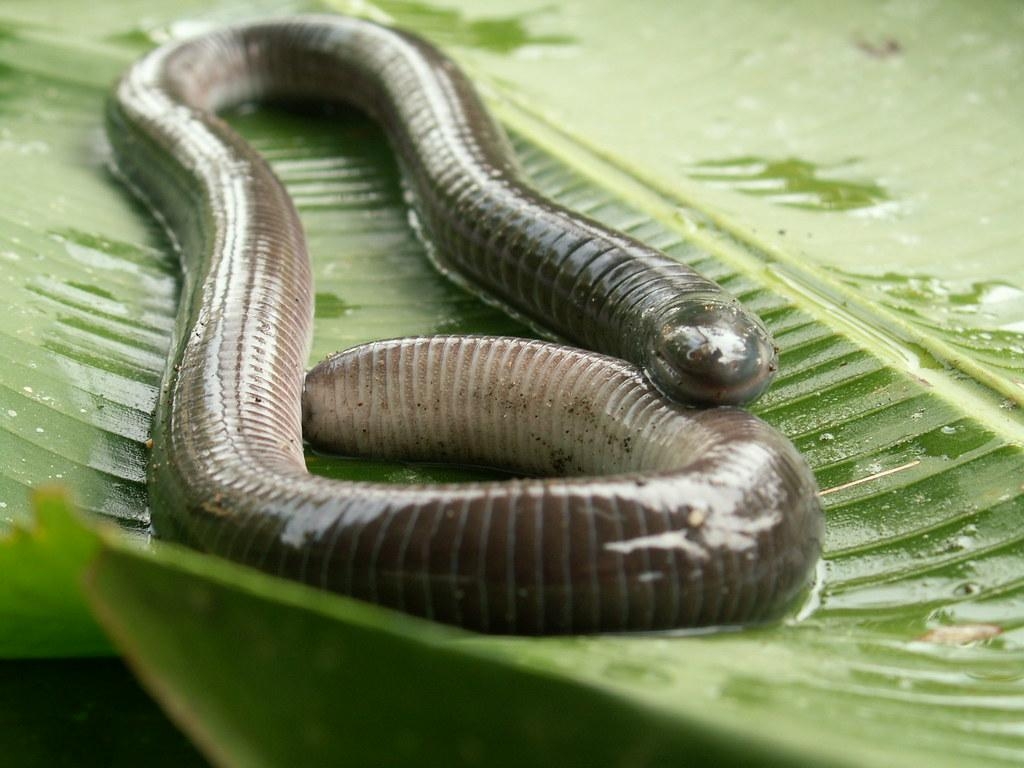 1030x770 Caecilian (Gymnopis multiplicata). Photo, Desktop