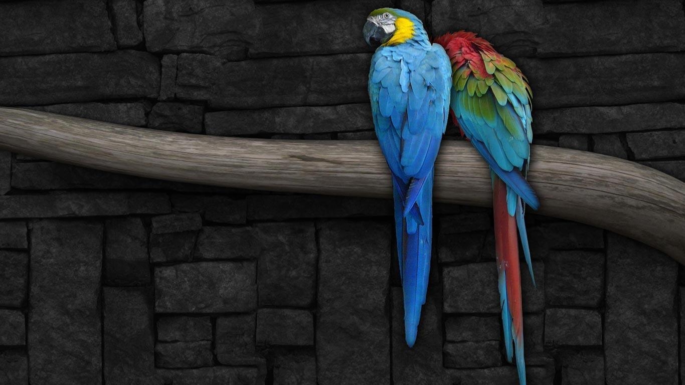 1370x770 Desktop Wallpaper · Gallery · HD Notebook · Blue Macaw parrots, Desktop