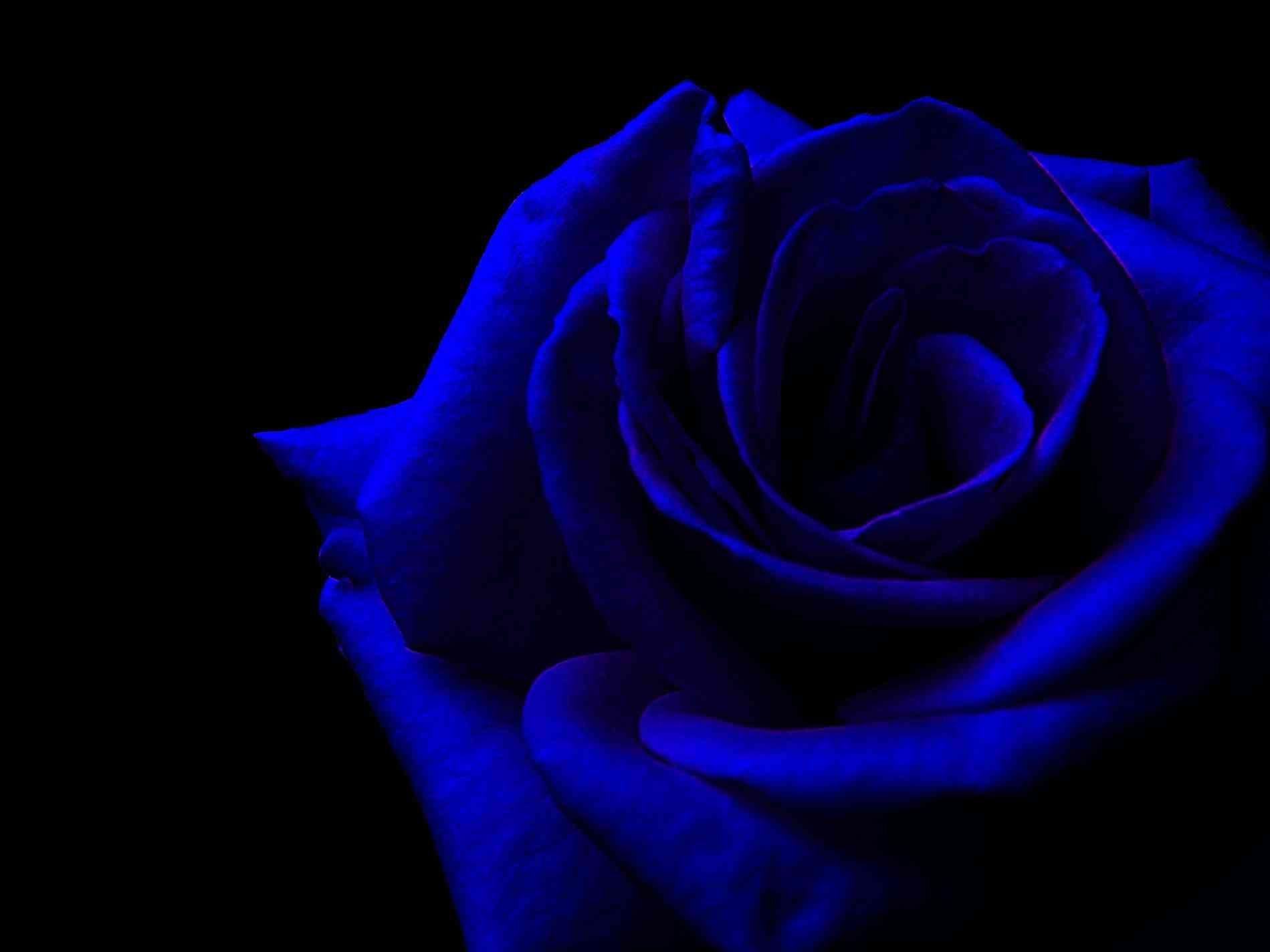 1900x1430 Royal Blue Flowers HD Wallpaper Free Royal Blue Flowers HD Background, Desktop