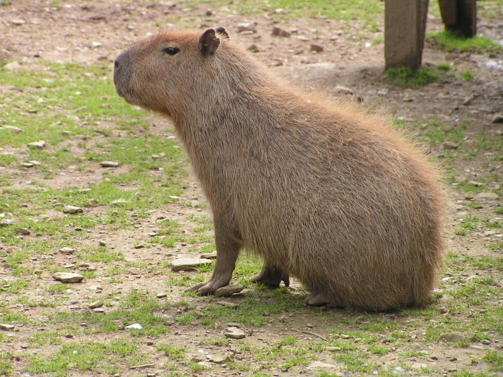 1030x770 New Capybara Photo View Wallpaper, Desktop