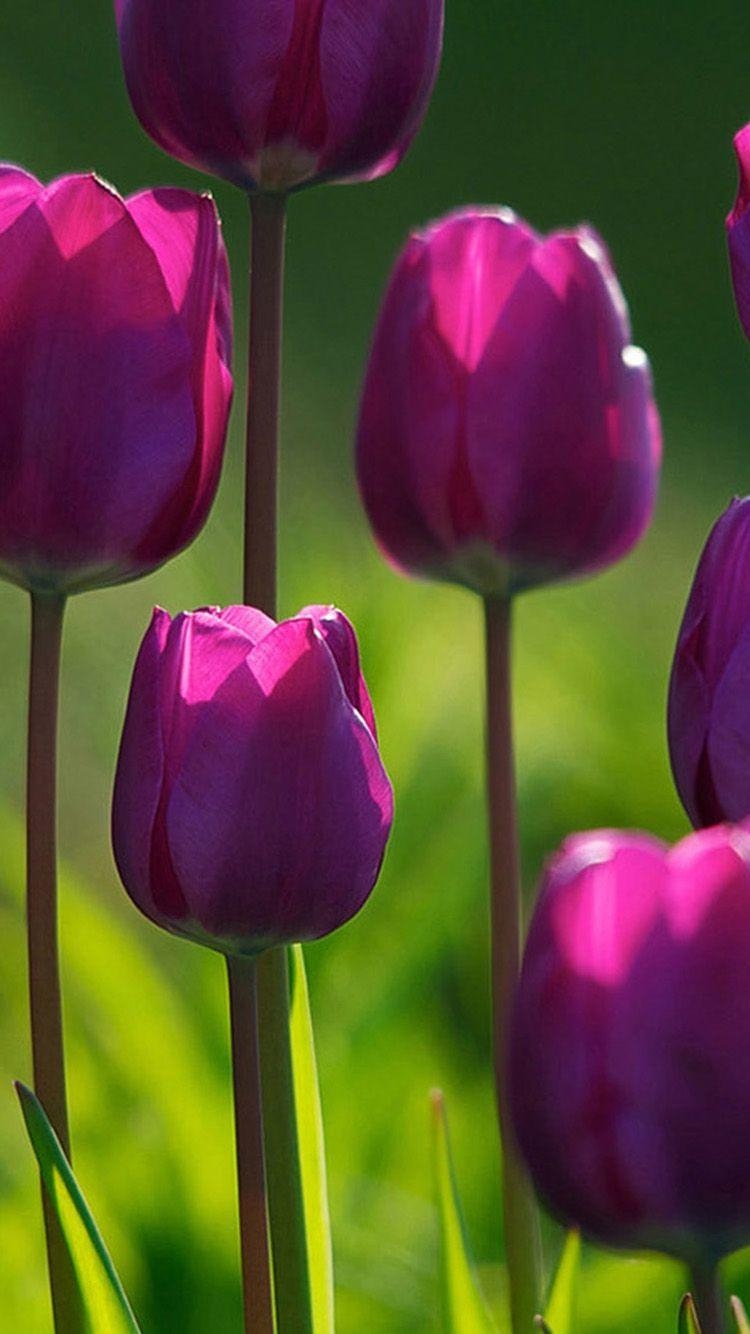 750x1340 Beautiful purple tulips iPhone 6 Wallpaper. Purple tulips, Phone