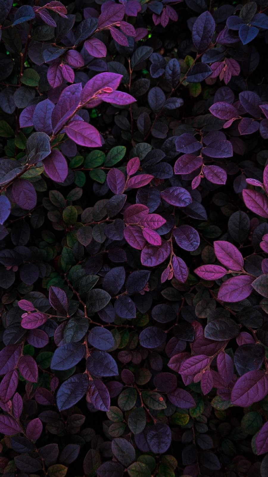 900x1600 Nature Foliage Plants Wallpaper, Phone