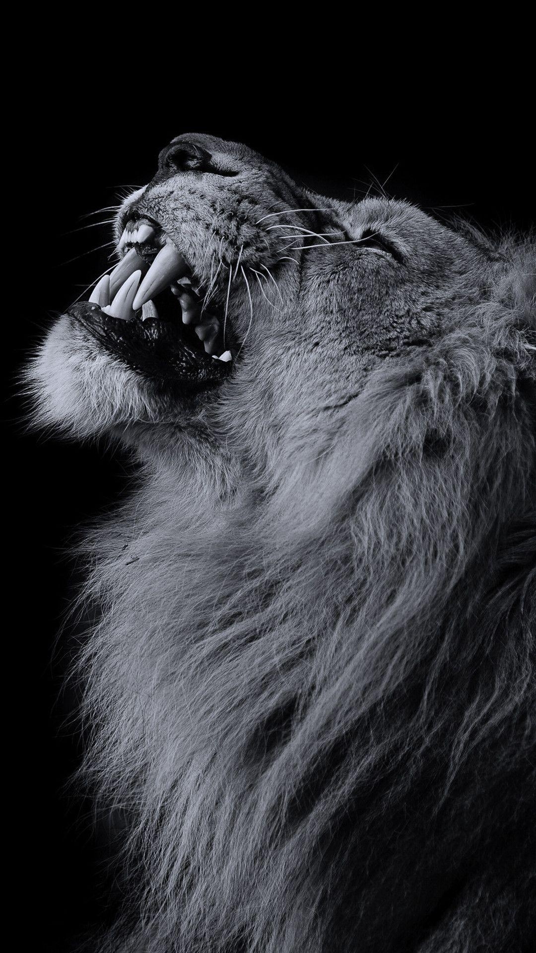 1080x1920 Lion iPhone Wallpaper Free Lion iPhone Background, Phone