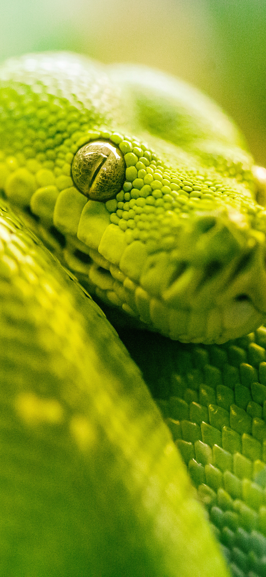 1130x2440 Boa Green Snake 5k iPhone XS, iPhone iPhone X HD 4k Wallpaper, Image, Background, Photo and Picture, Phone