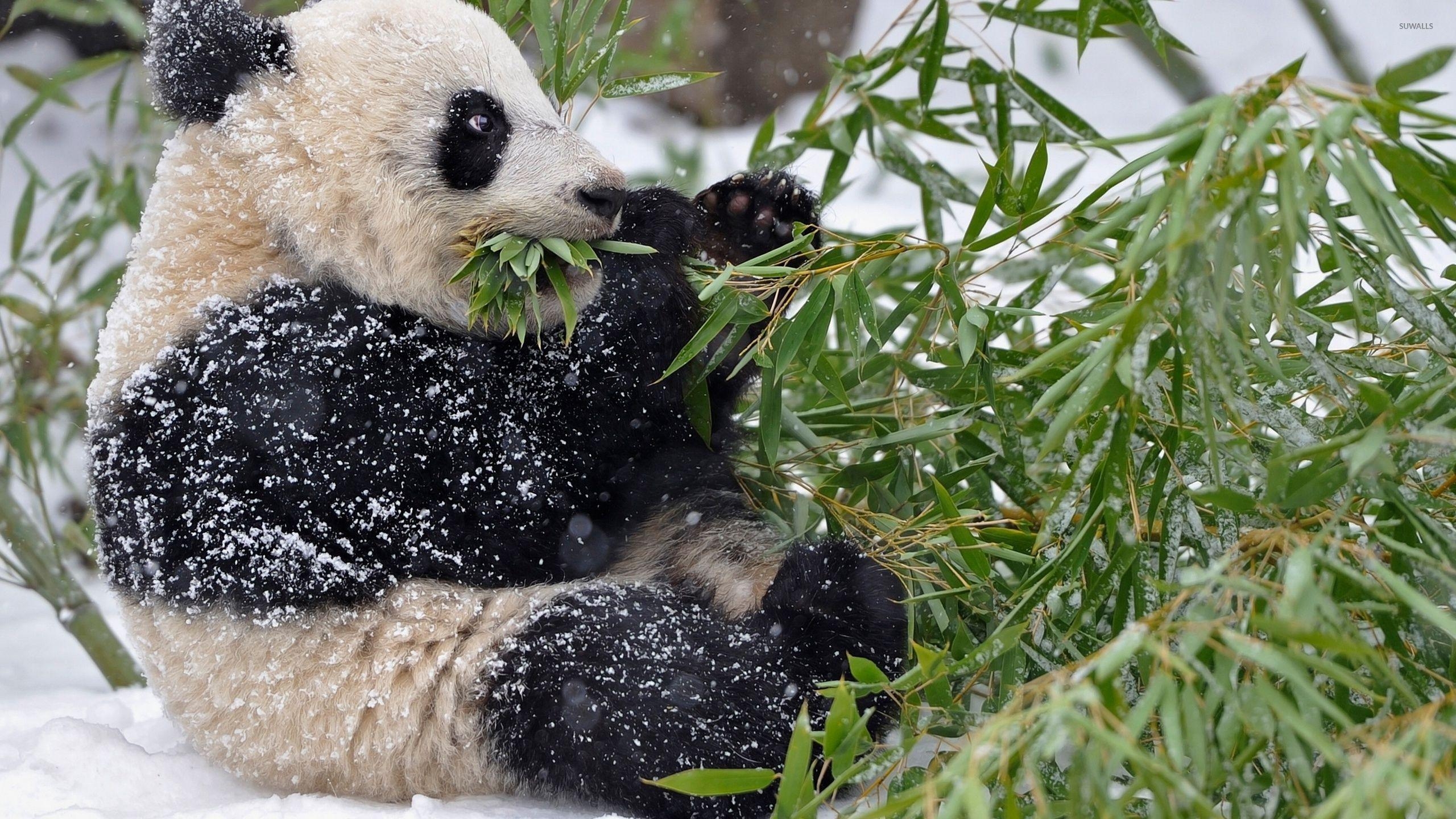 2560x1440 Giant panda covered in snow wallpaper wallpaper, Desktop