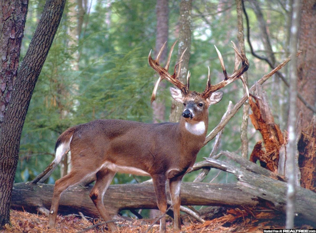 1200x890 image For > Monster Whitetail Bucks Wallpaper, Desktop