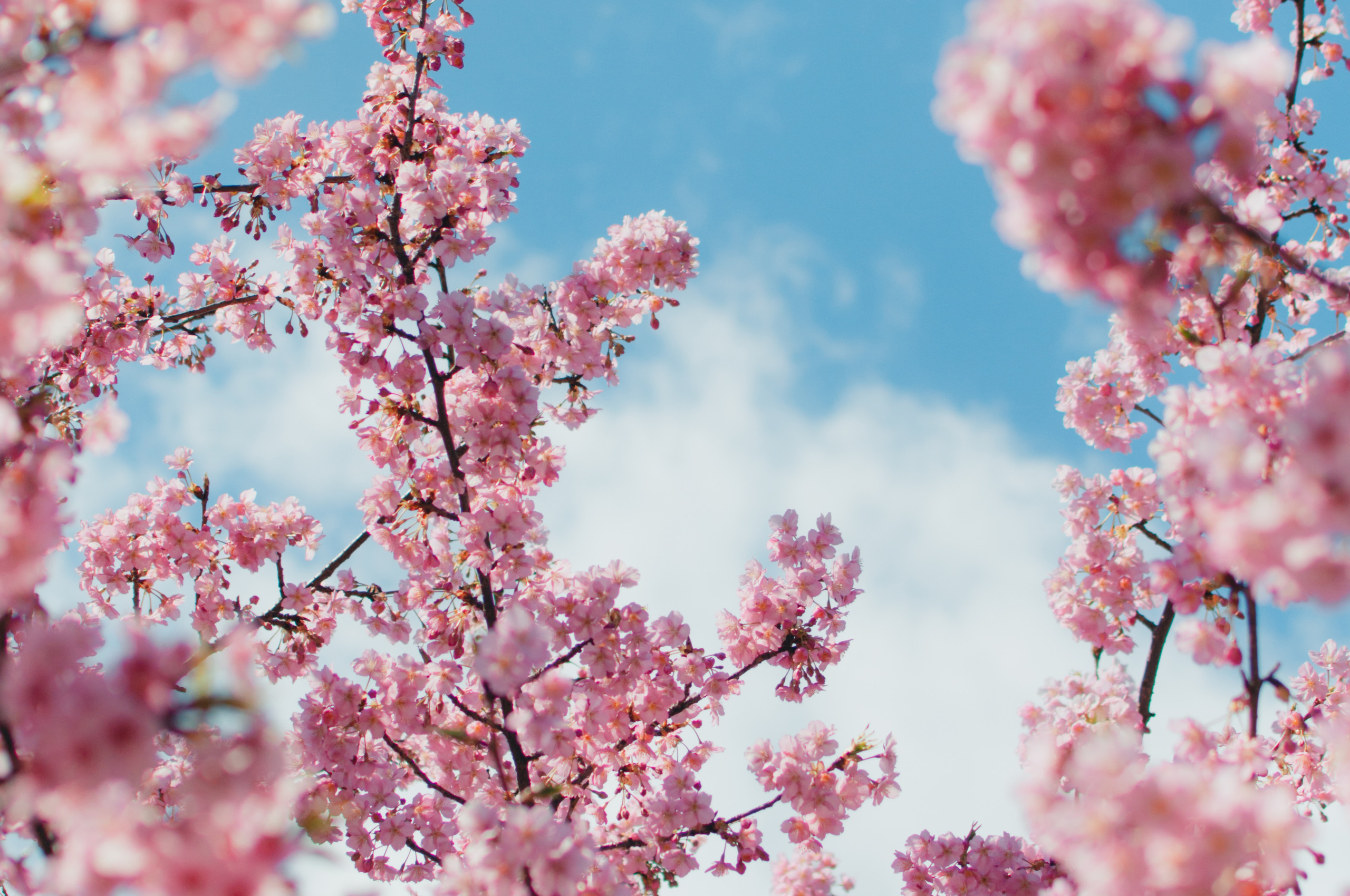 2560x1700 Cherry Blossom Plant 4k Chromebook Pixel HD 4k Wallpaper, Image, Background, Photo and Picture, Desktop