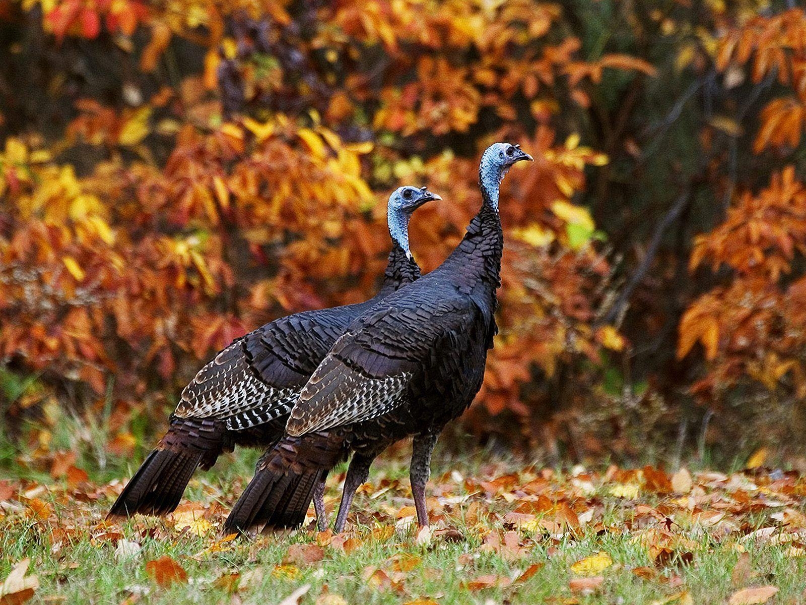 1600x1200 Wild Animals Free Turkeys In Autumn 444902 Wallpaper wallpaper, Desktop