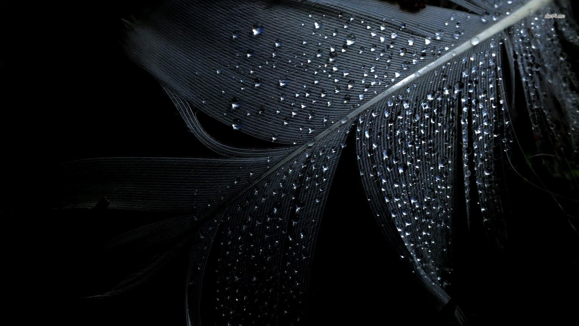 1920x1080 Water Drops On Black Feather Wallpaper. Wallpaper Studio 10. Tens, Desktop