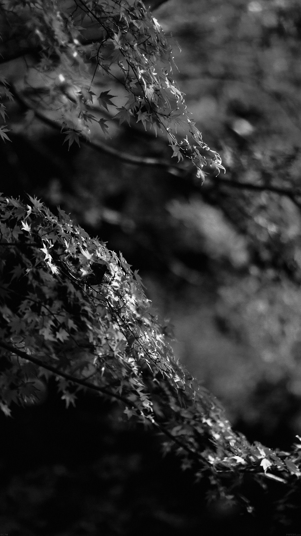 1250x2210 Japanese Maple Tree Fall Nature Black And White, Phone