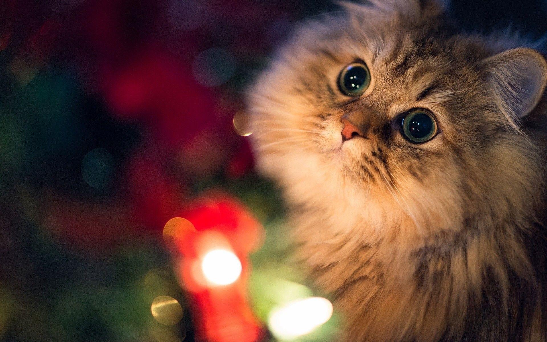 1920x1200 Christmas Animal Wallpaper, Desktop