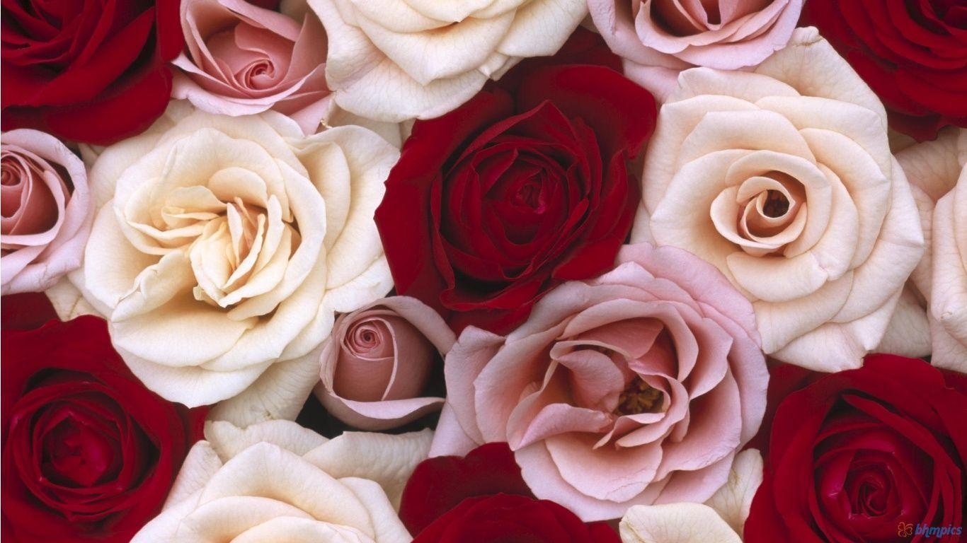 1370x770 Flowers For > Red And White Roses Wallpaper, Desktop