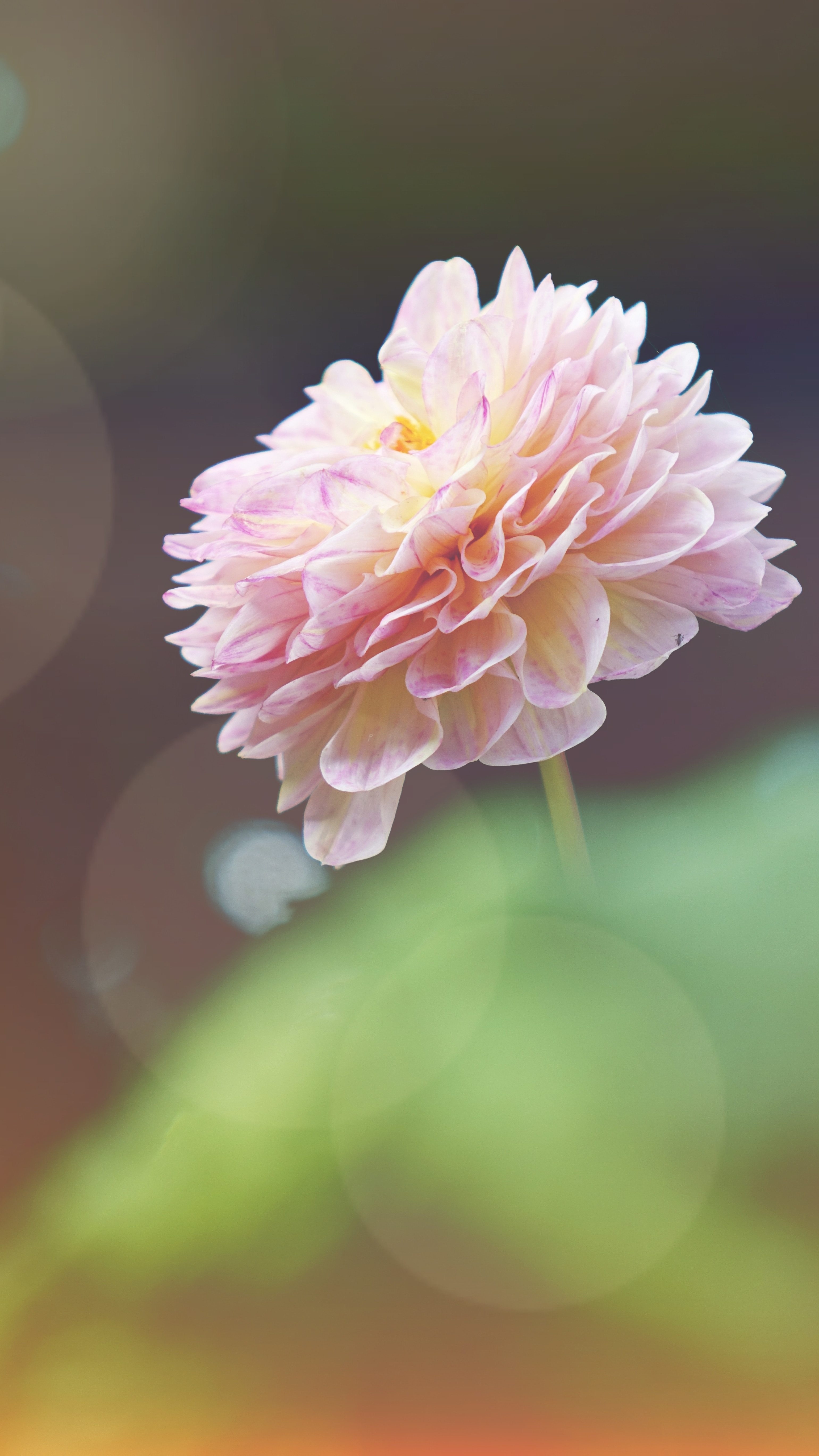 3080x5480 Sunlit Pink Flower iPhone Wallpaper, Phone