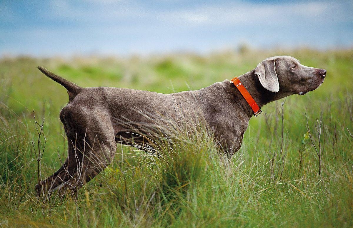 1200x780 Weimaraner dog in the rack photo and wallpaper. Beautiful, Desktop