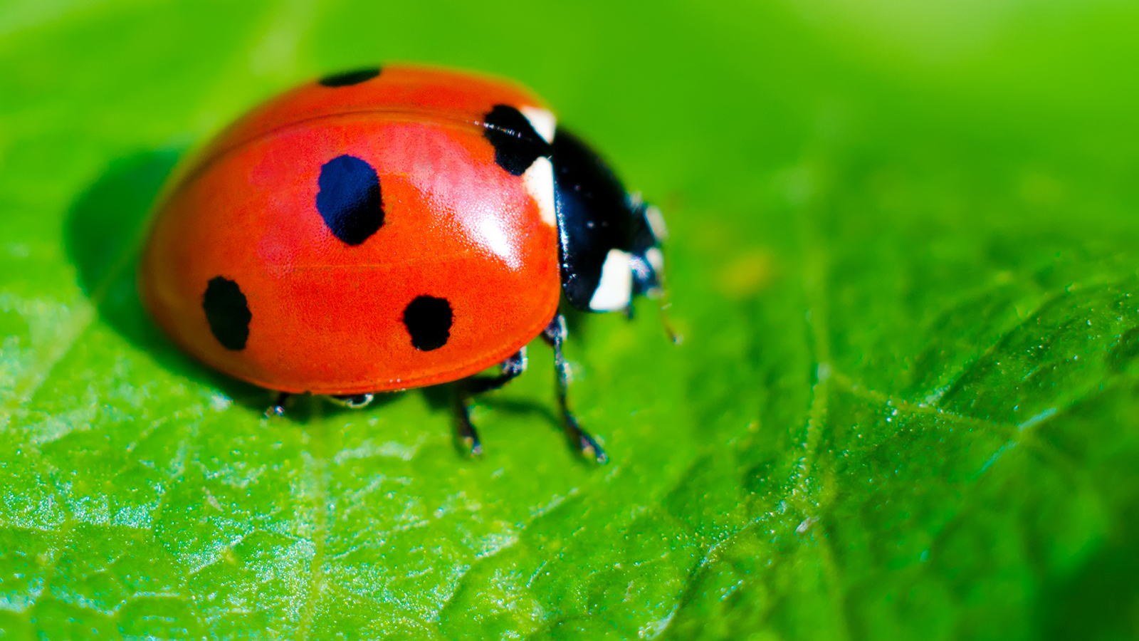 1600x900 Ladybug, Desktop