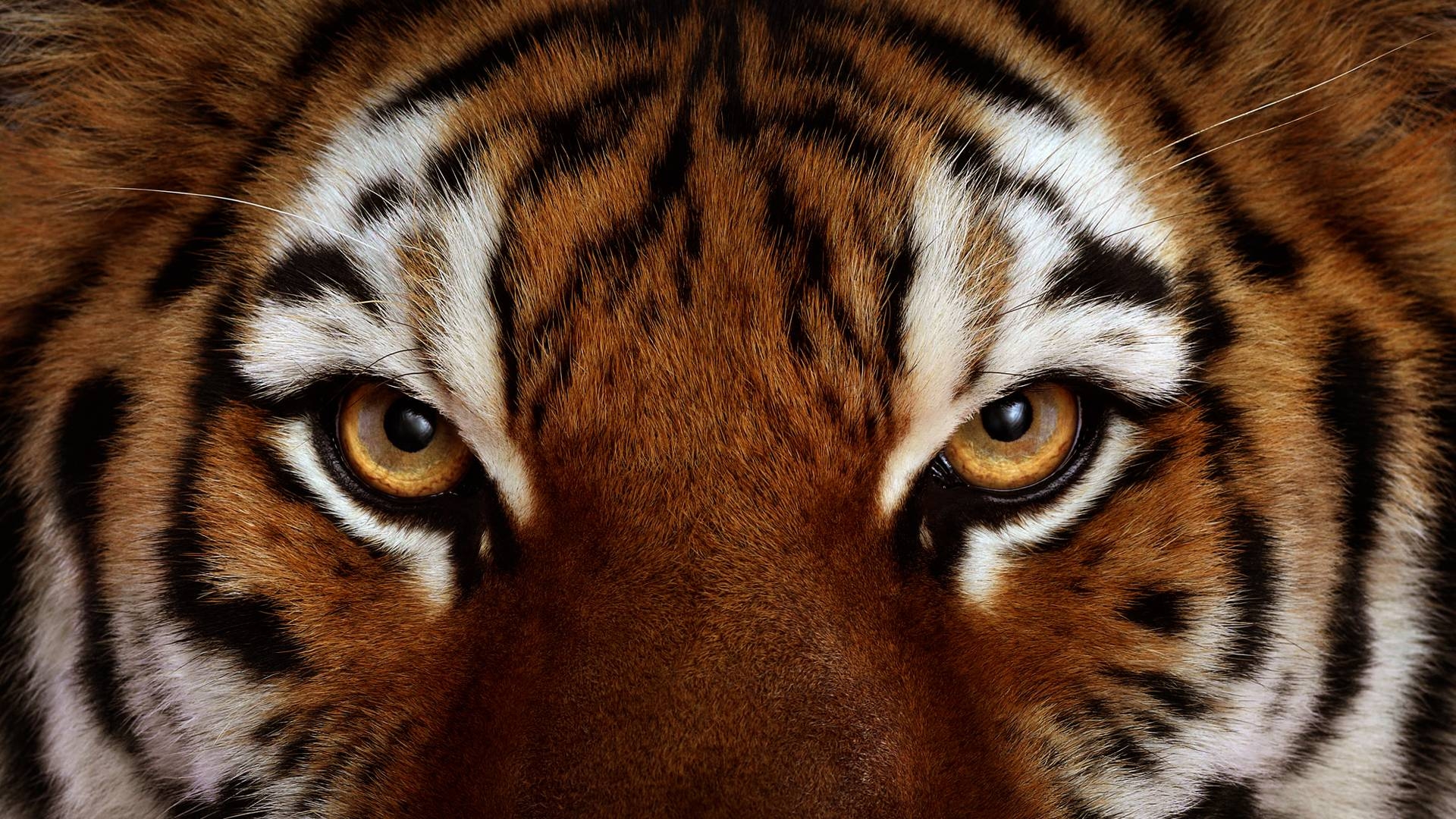 1920x1080 Tiger Eyes Wallpaper, Desktop