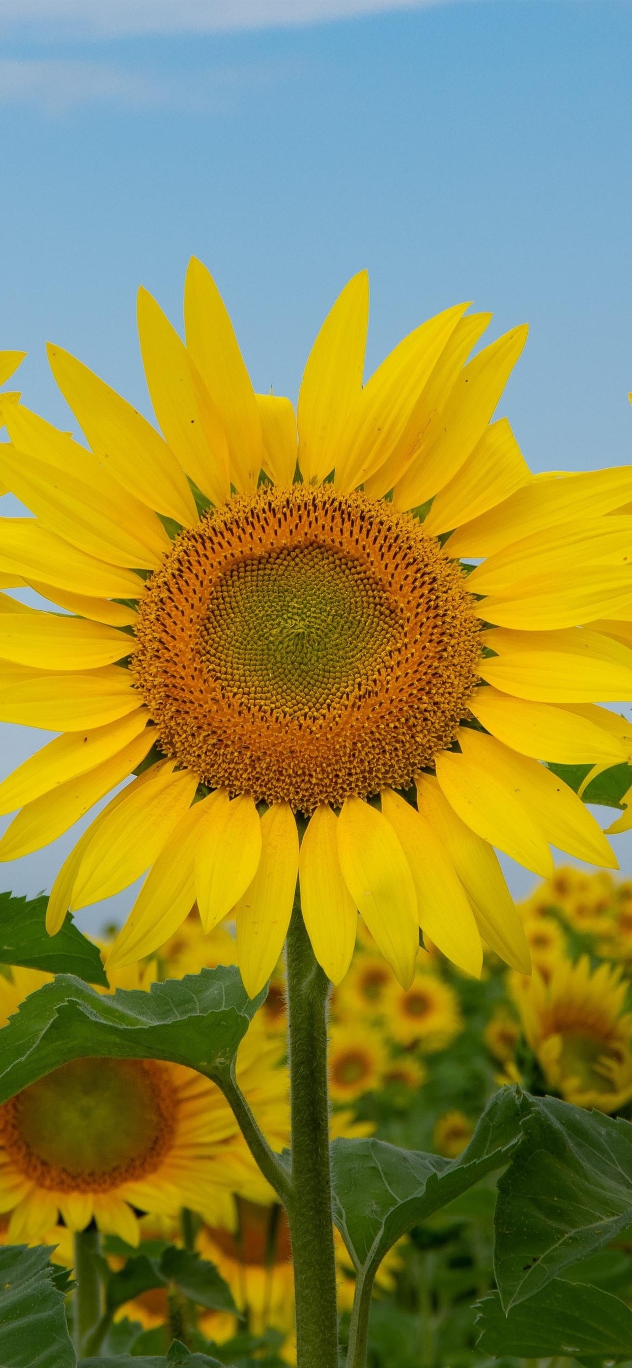 1250x2690 Three sunflowers, summer  iPhone XS Max wallpaper, Phone