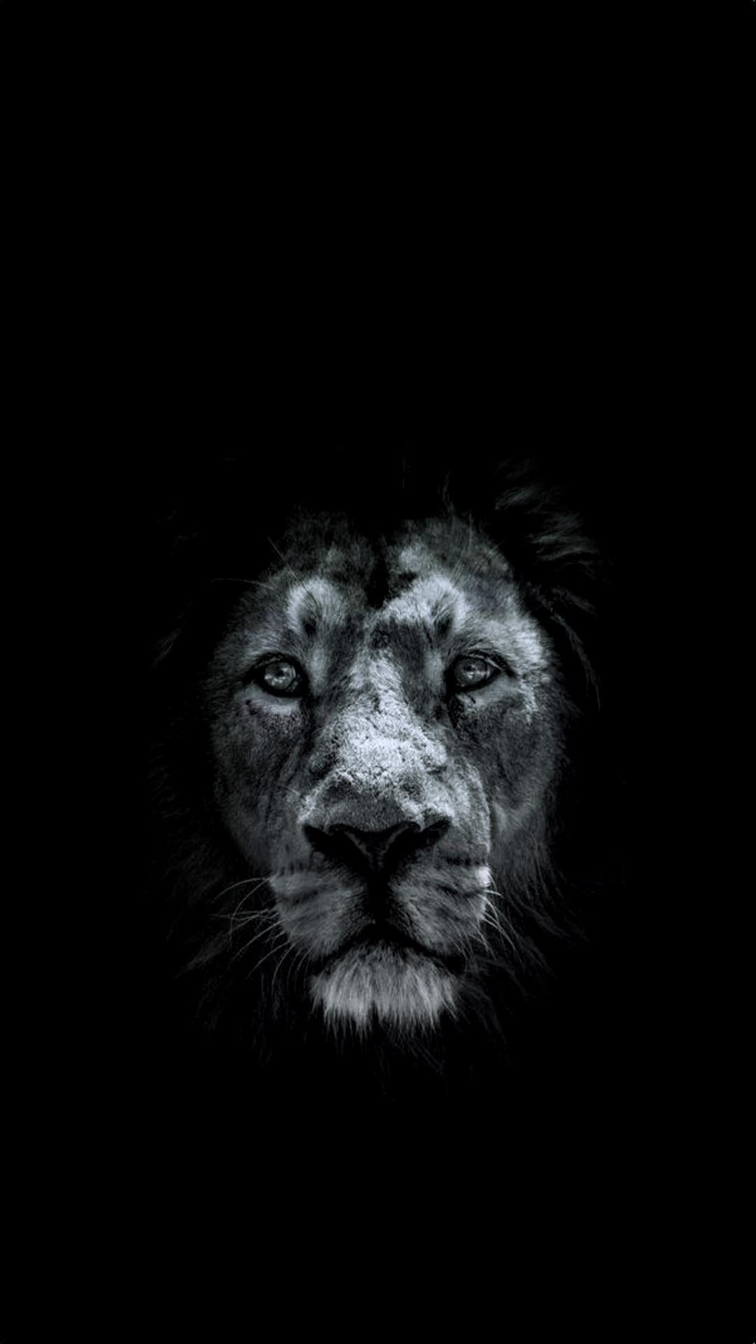 1080x1920 Lion iPhone Wallpaper, Phone