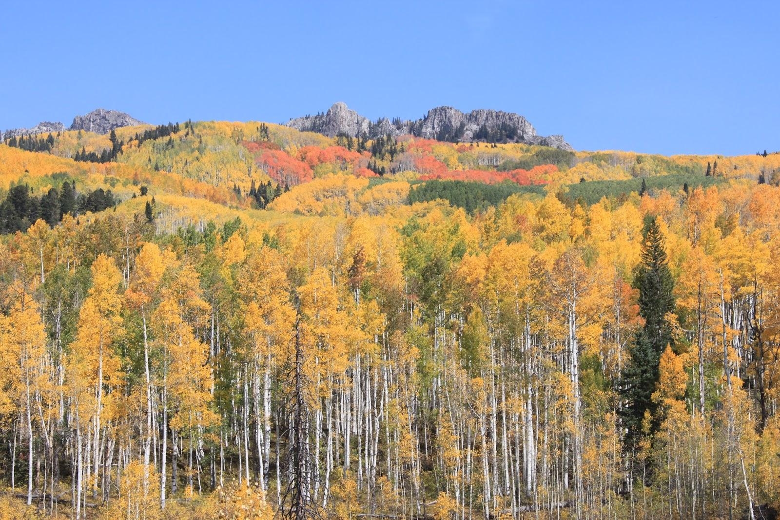 1600x1070 They Are Where They Eat, Quaking Aspen Fan Club, Desktop