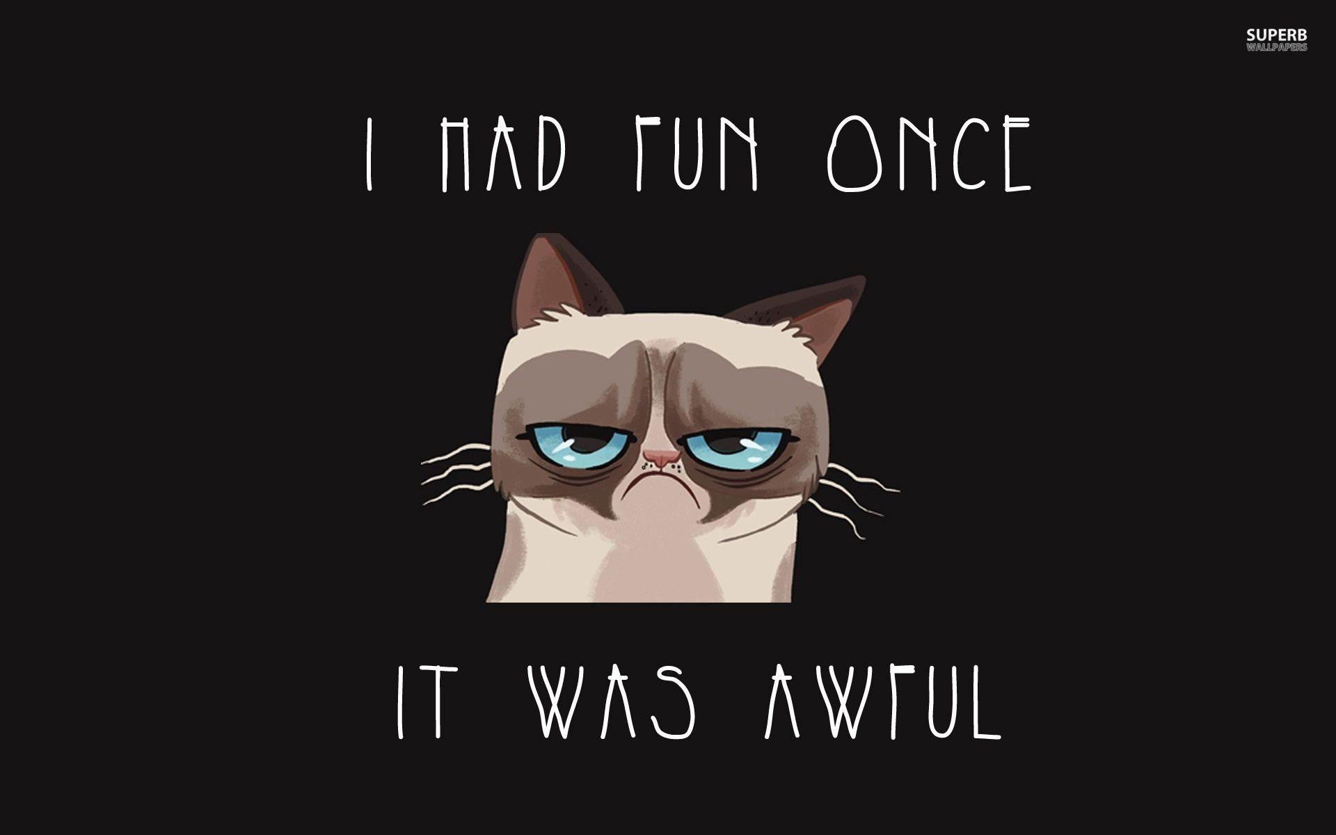 1920x1200 Cat Meme Wallpaper Free Cat Meme Background, Desktop