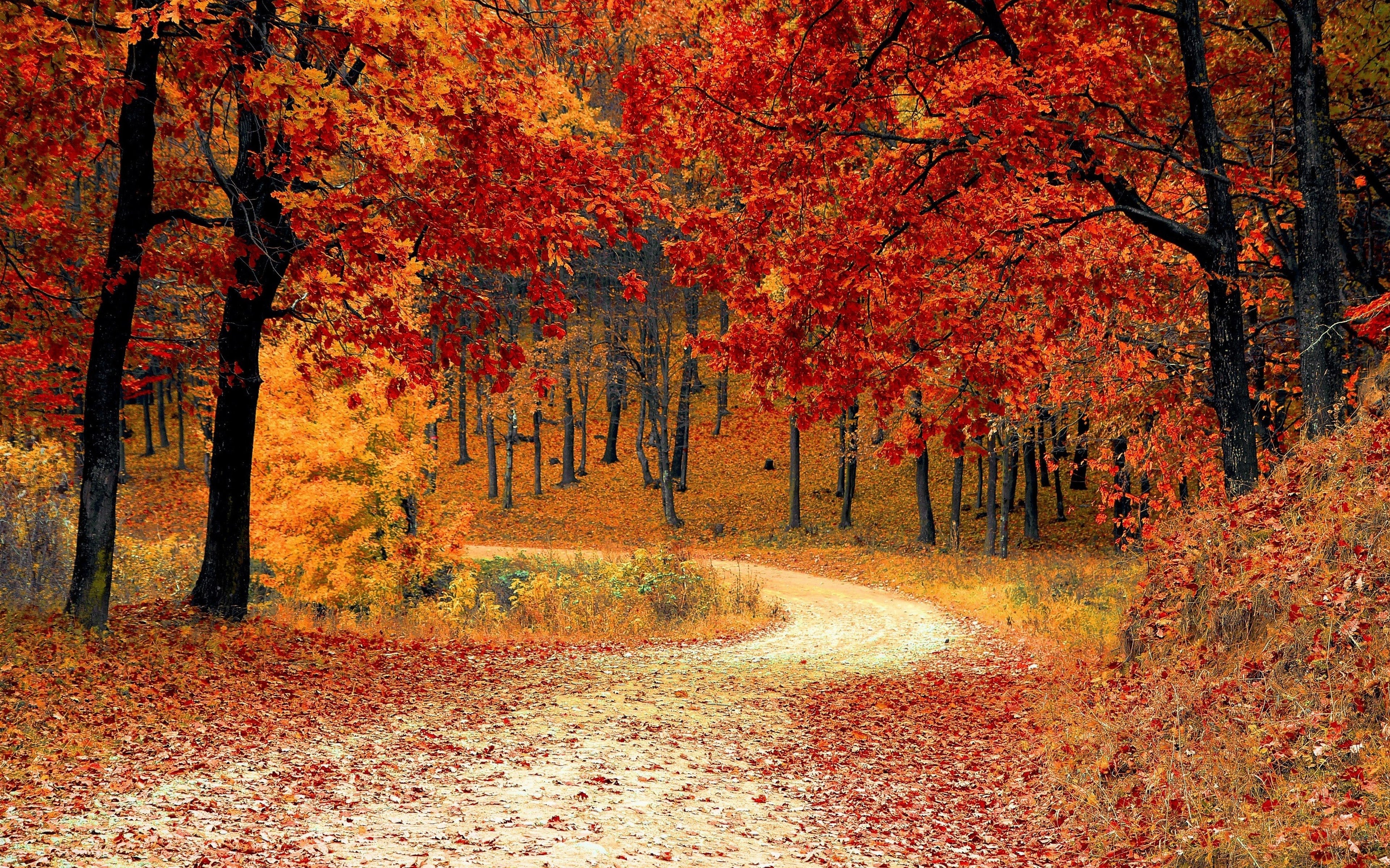 3840x2400 Autumn Trees Forest 4K Wallpaper, Desktop