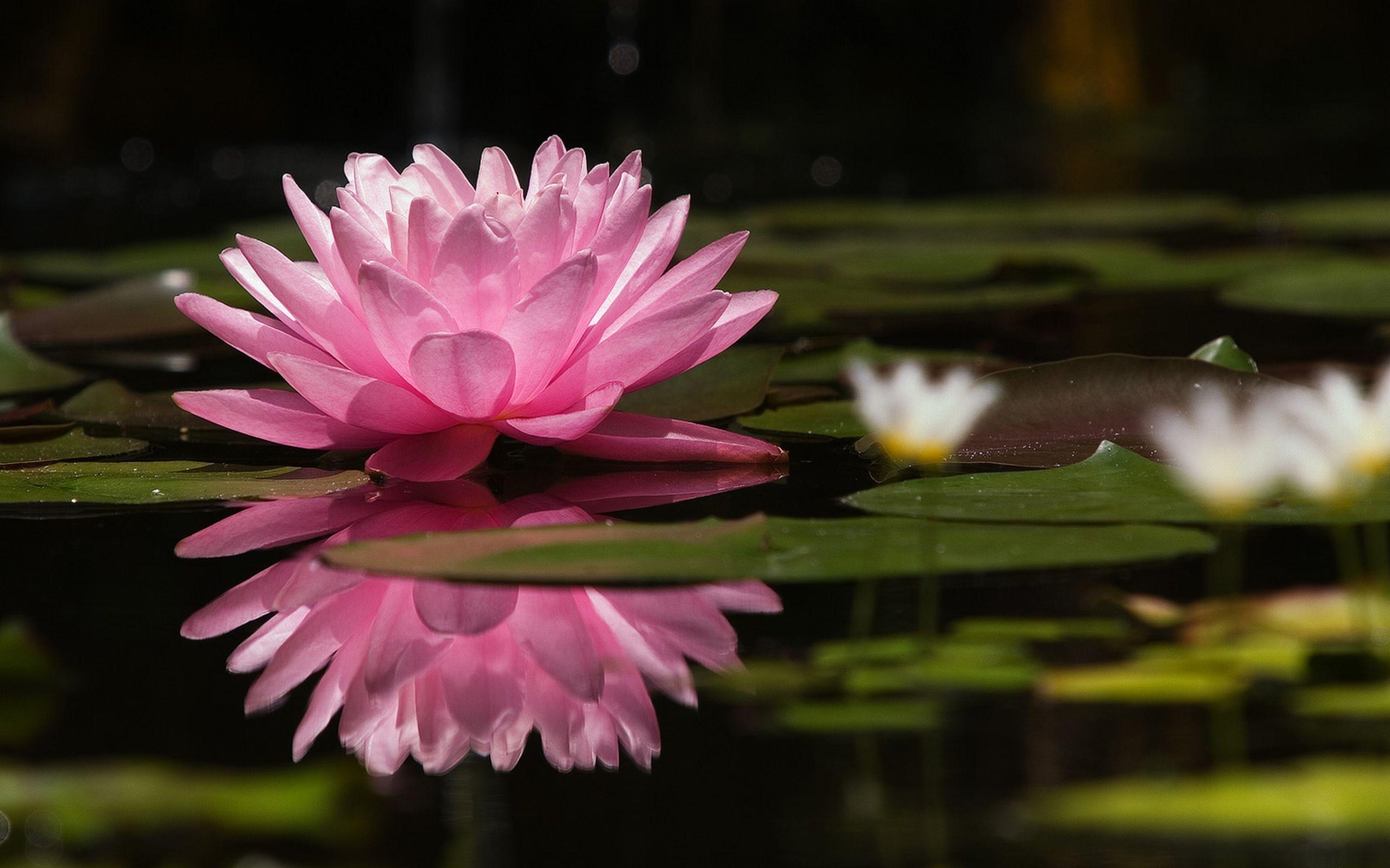 2560x1600 Water lily wallpaper, Desktop