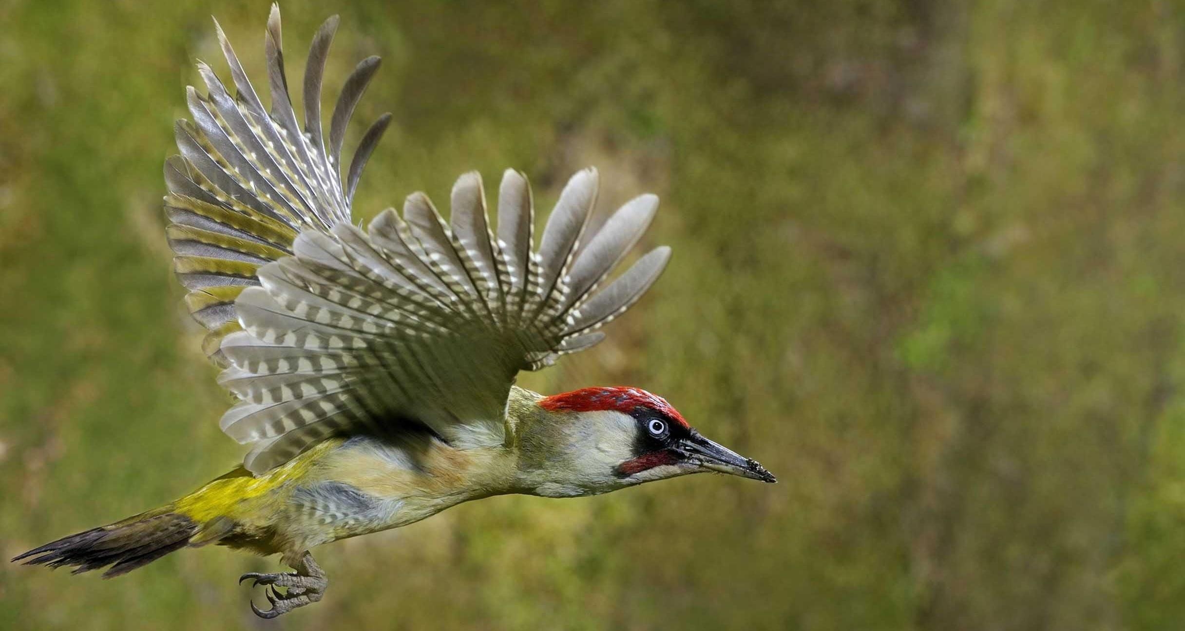 2440x1300 Quality Woodpecker Picture on Animal Picture Society, Desktop