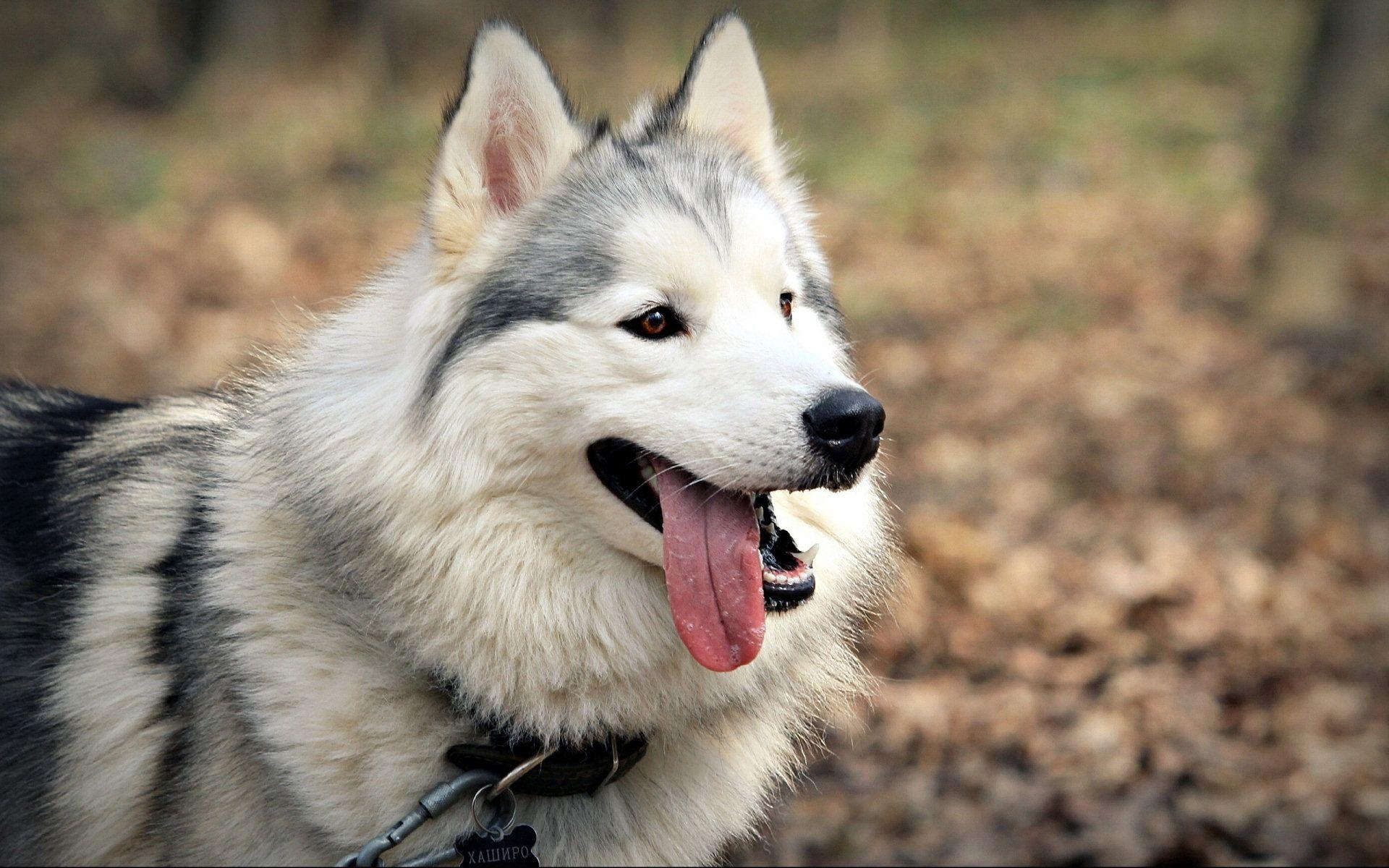 1920x1200 Wallnick.com. Siberian Husky _4, Desktop