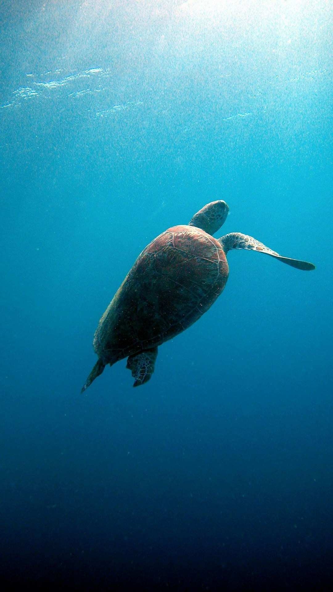 1080x1920 Sea Turtle iPhone Wallpaper Free Sea Turtle iPhone, Phone