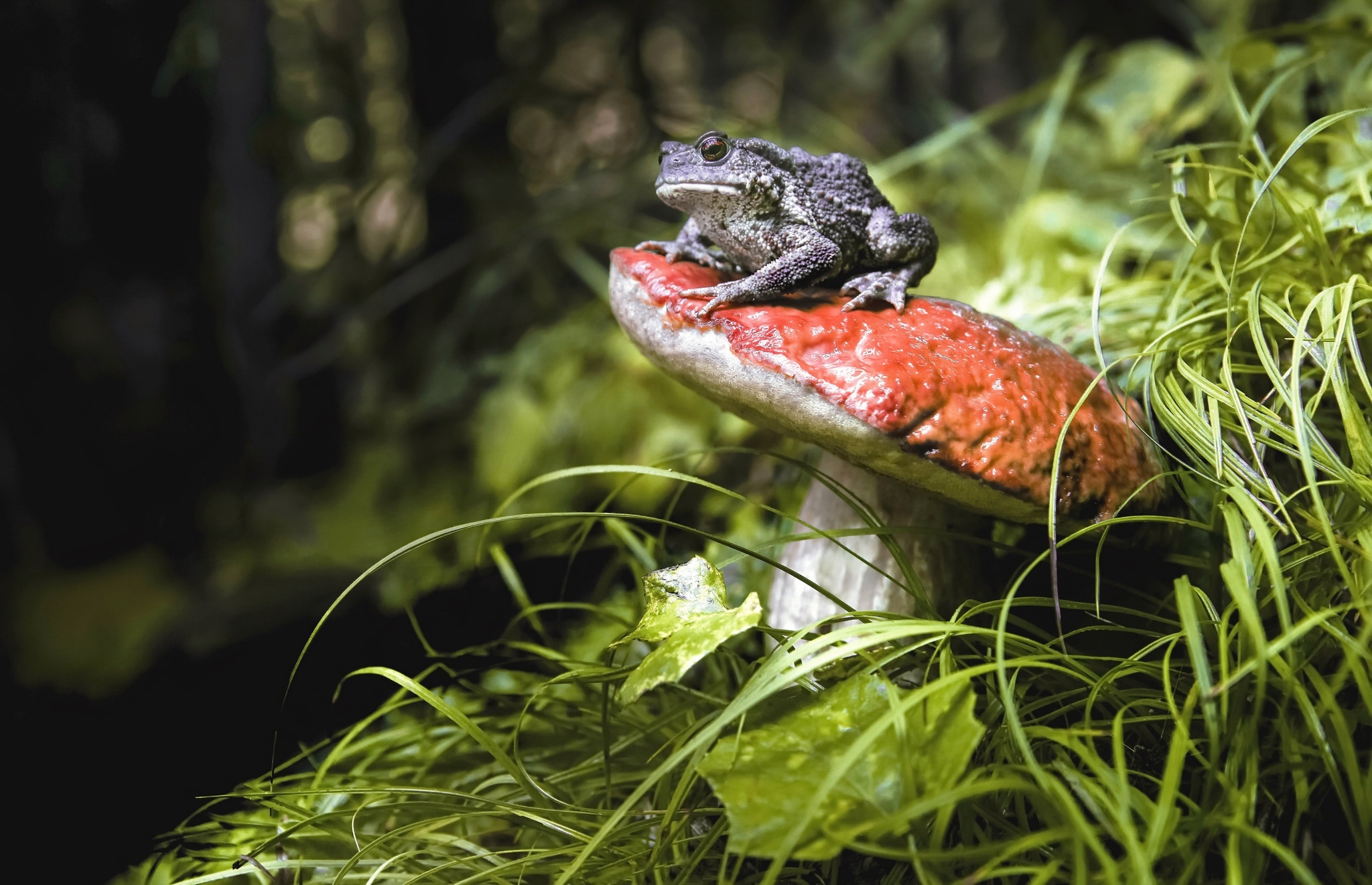 2050x1330 mushroom, Plants, Frog, Animals Wallpaper HD / Desktop and Mobile Background, Desktop