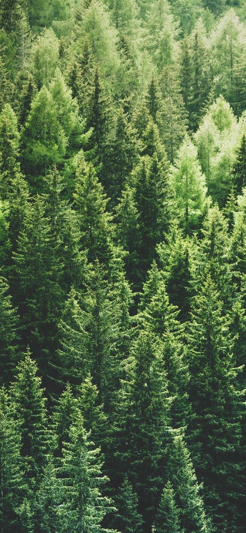 830x1800 Green Pine Trees Wallpaper, Phone