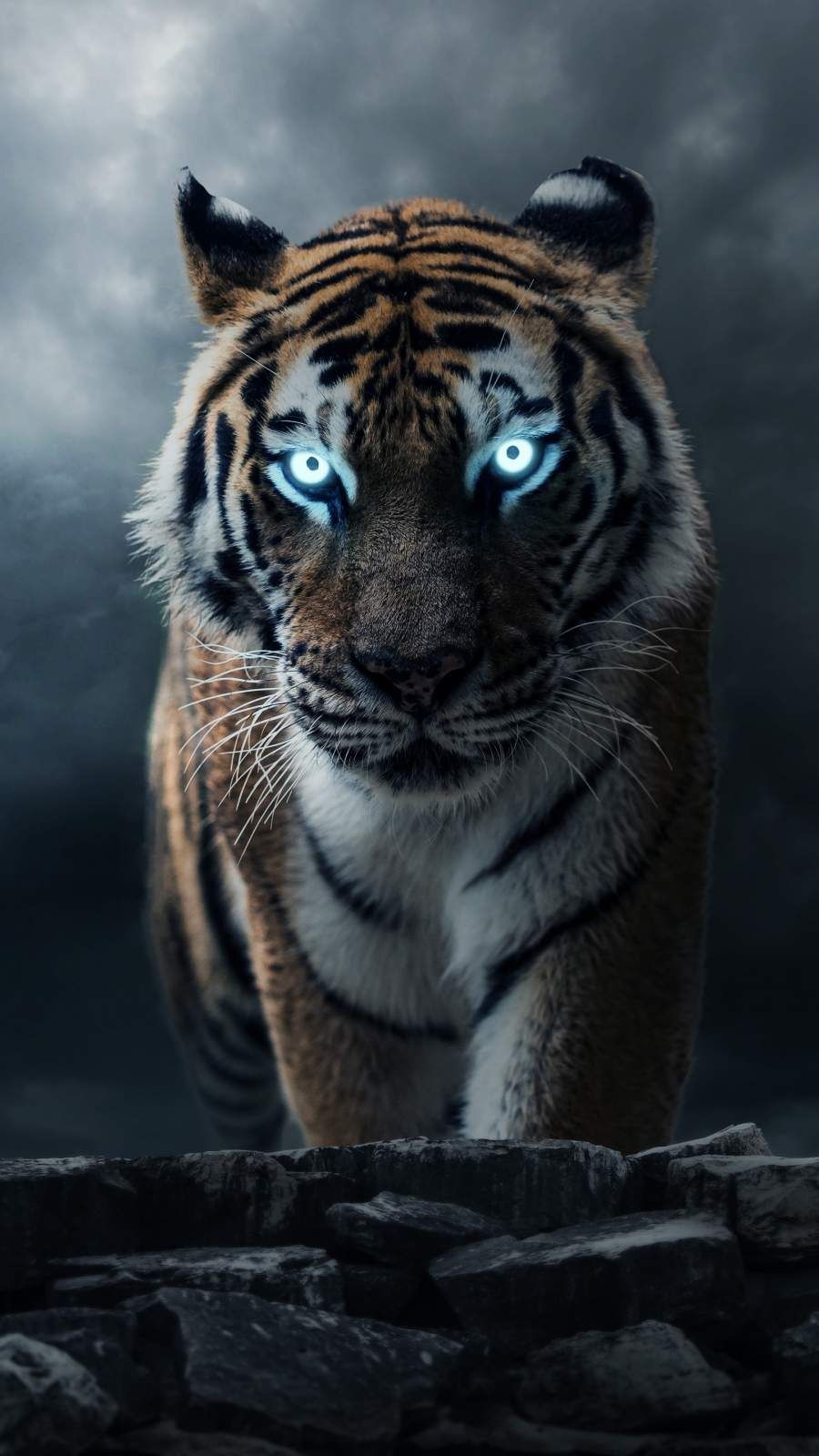 900x1600 Ultra HD Tiger HD Wallpaper For Mobile, Phone