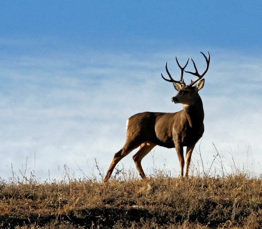 1030x900 Mule Deer Wallpaper, Desktop