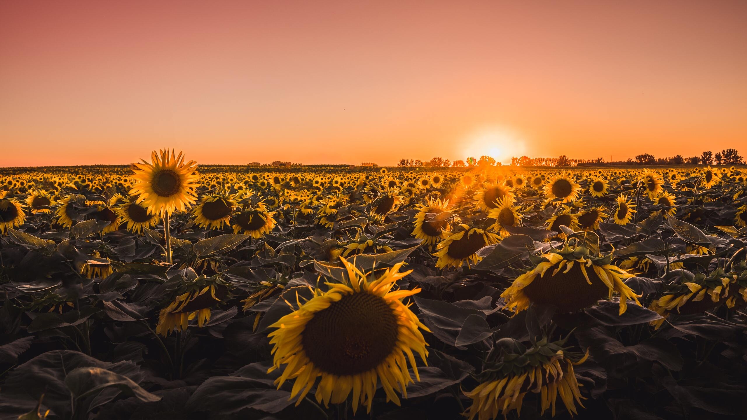 2560x1440 Sunflowers Farm Golden Hour 5k 1440P Resolution HD 4k Wallpaper, Image, Background, Photo and Picture, Desktop