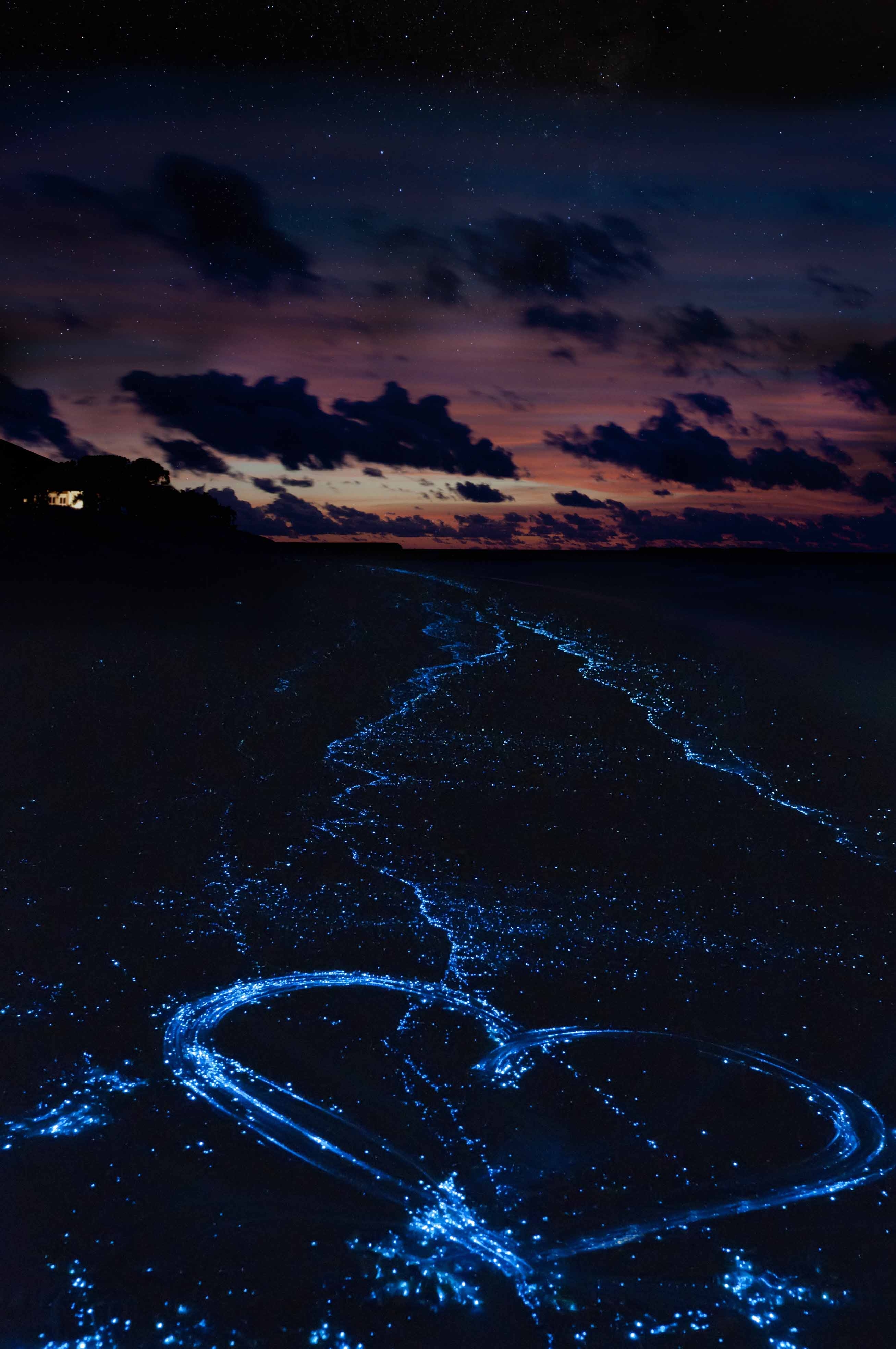 2620x3940 PLACES AROUND THE WORLD WHERE TO SWIM WITH BIOLUMINESCENT, Phone