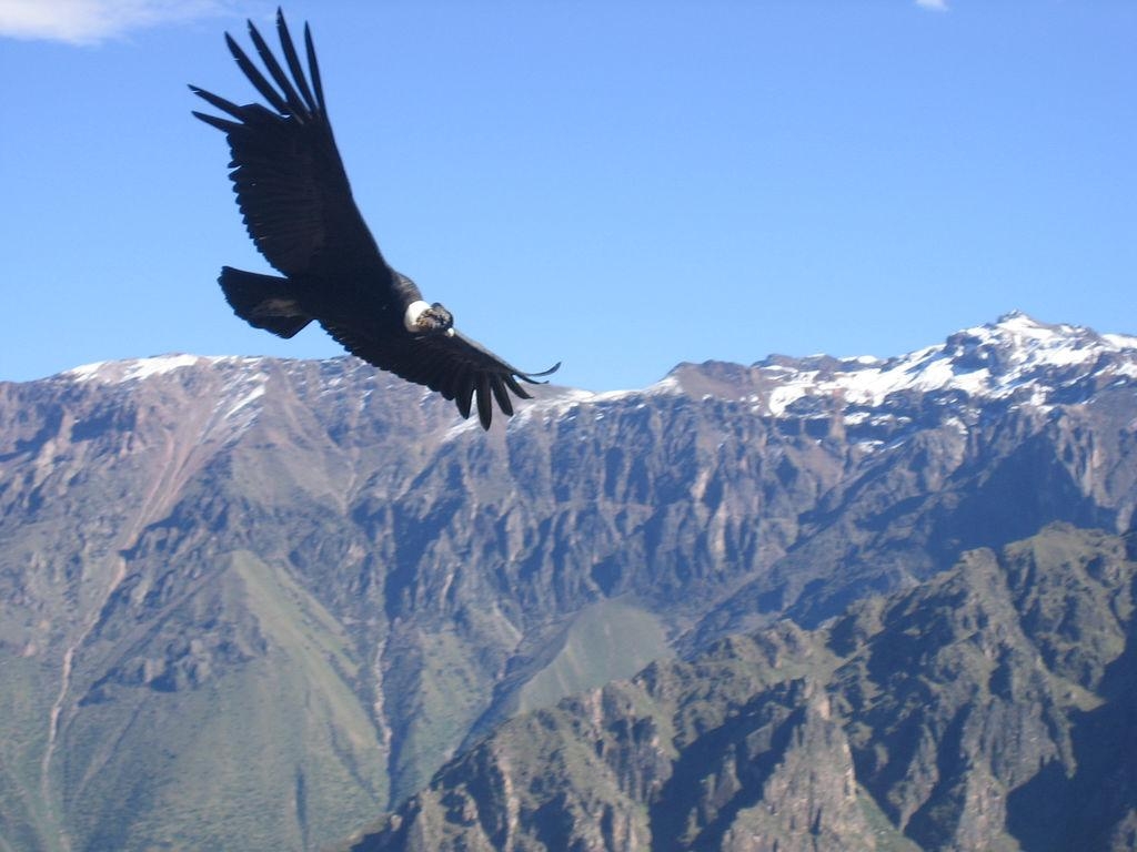 1030x770 Start Packet Peru 2 or 3 days Colca canyon from Arequipa, Desktop