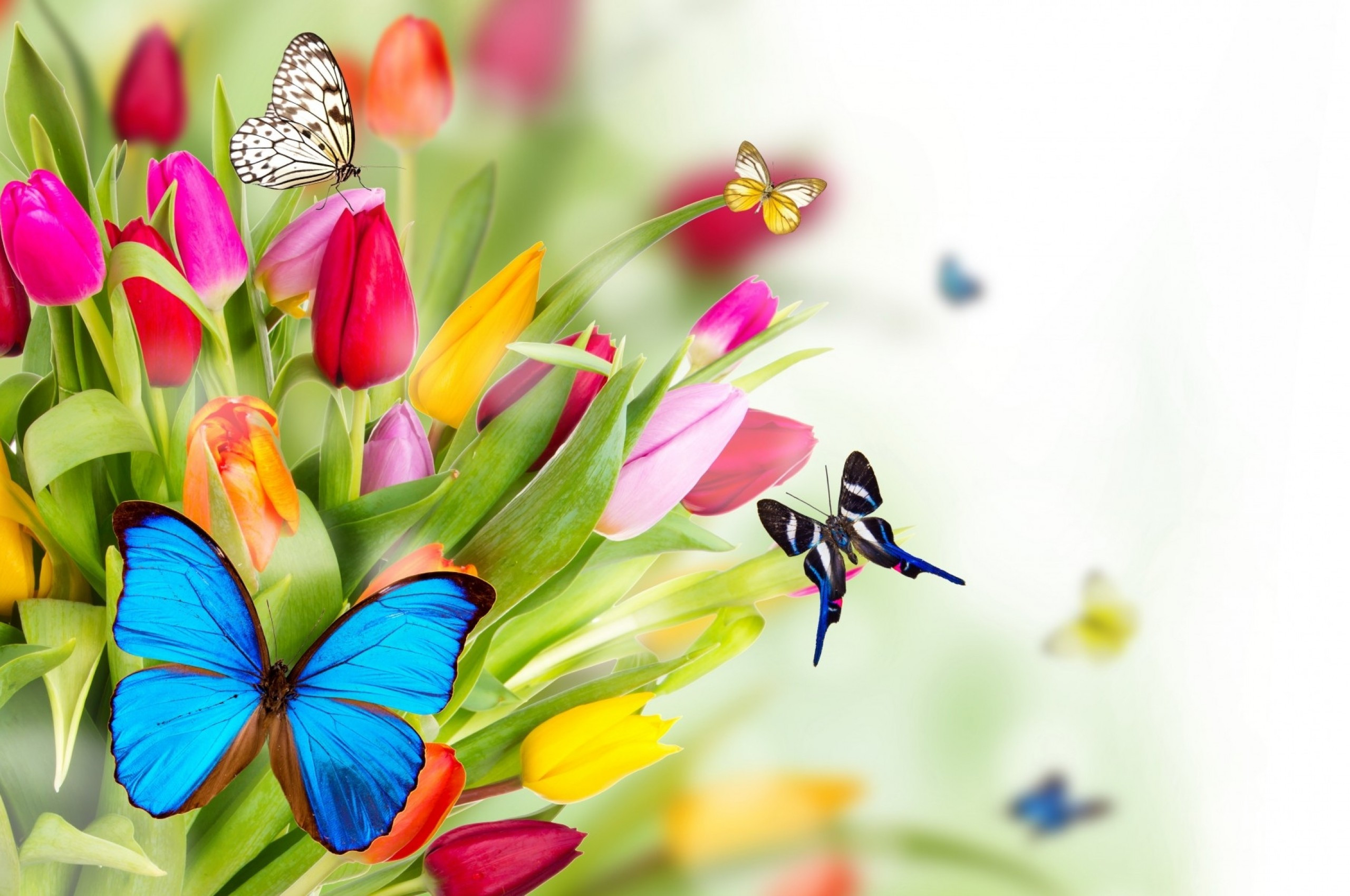 2560x1700 Download  Butterflies, Tulips, Spring Wallpaper for Chromebook Pixel, Desktop