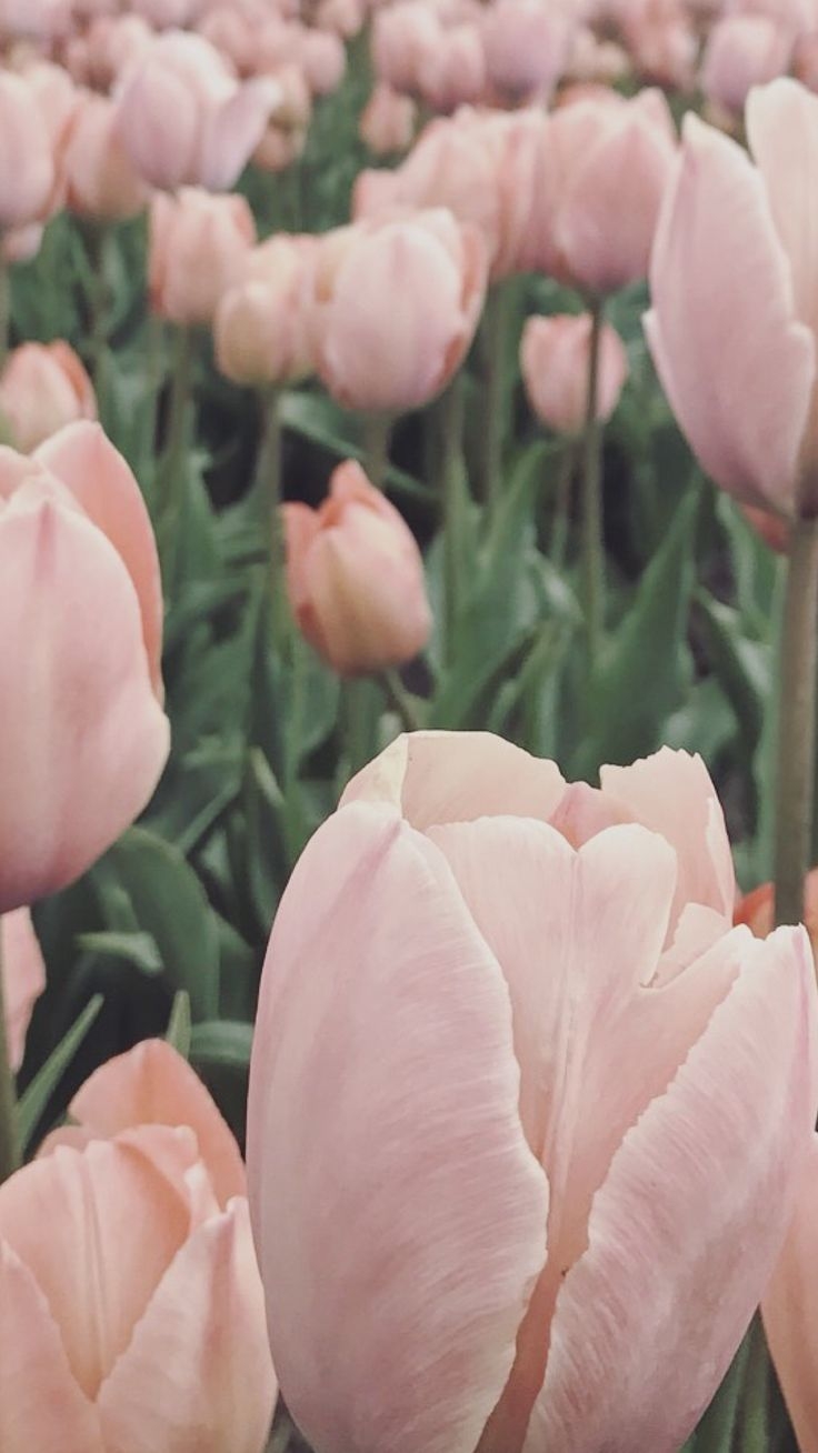 740x1310 Tulips iPhone wallpaper. Flower iphone wallpaper, Pink wallpaper iphone, Beautiful flowers wallpaper, Phone