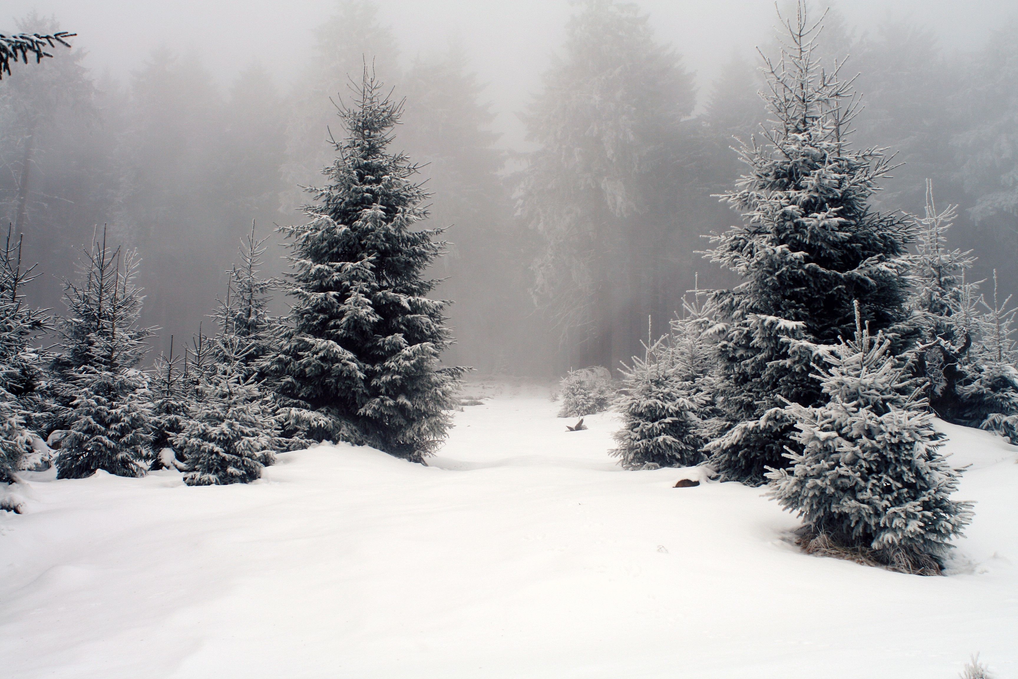 3460x2310 Fog in winter forest. Most beautiful wallpaper stunning natural landscapes. Winter, snow, spruce, Desktop