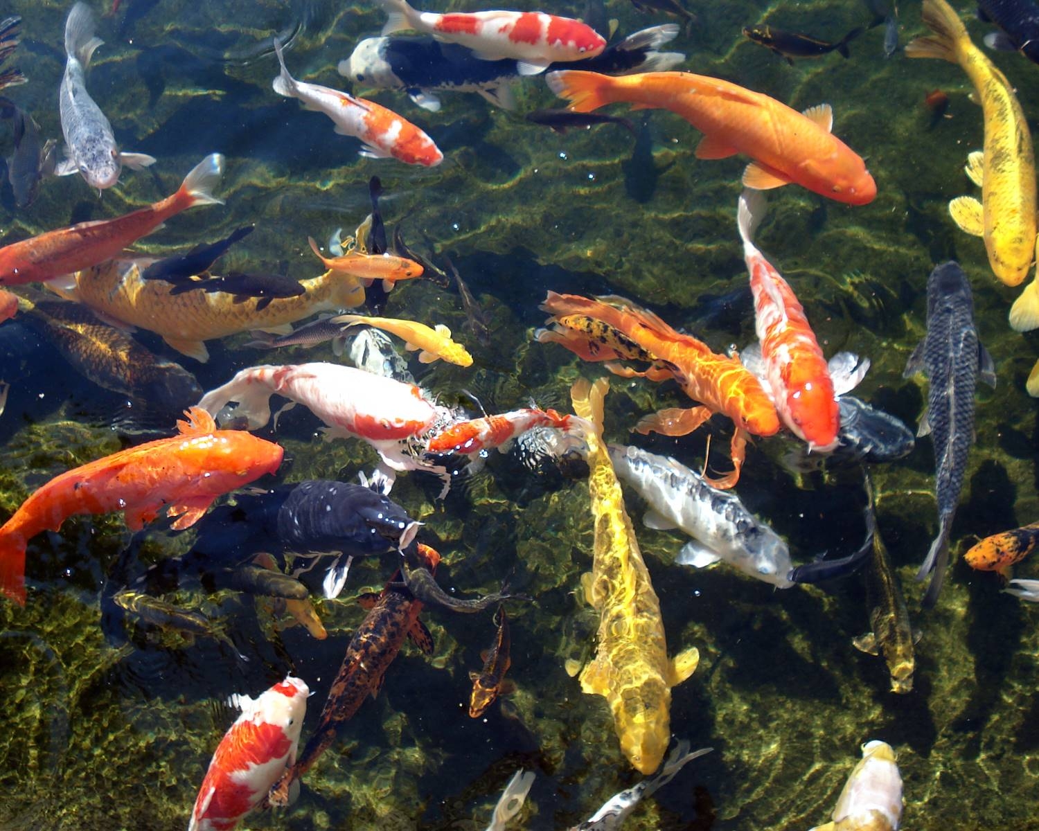 1500x1200 Koi Pond Wallpaper Free Koi Pond Background, Desktop