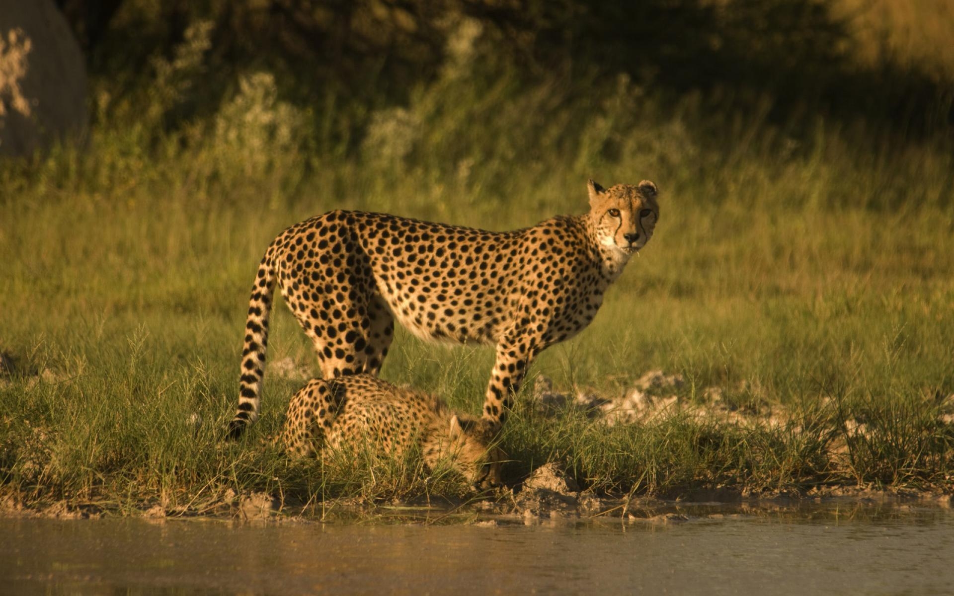 1920x1200 Index Of Assets Image 1920x600 Southern Africa Botswana Migration, Desktop