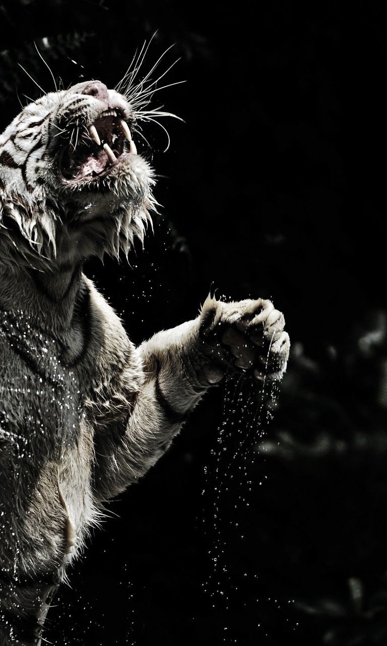 770x1280 Download  White Tiger, Majestic, Roar, Water Splash, Phone