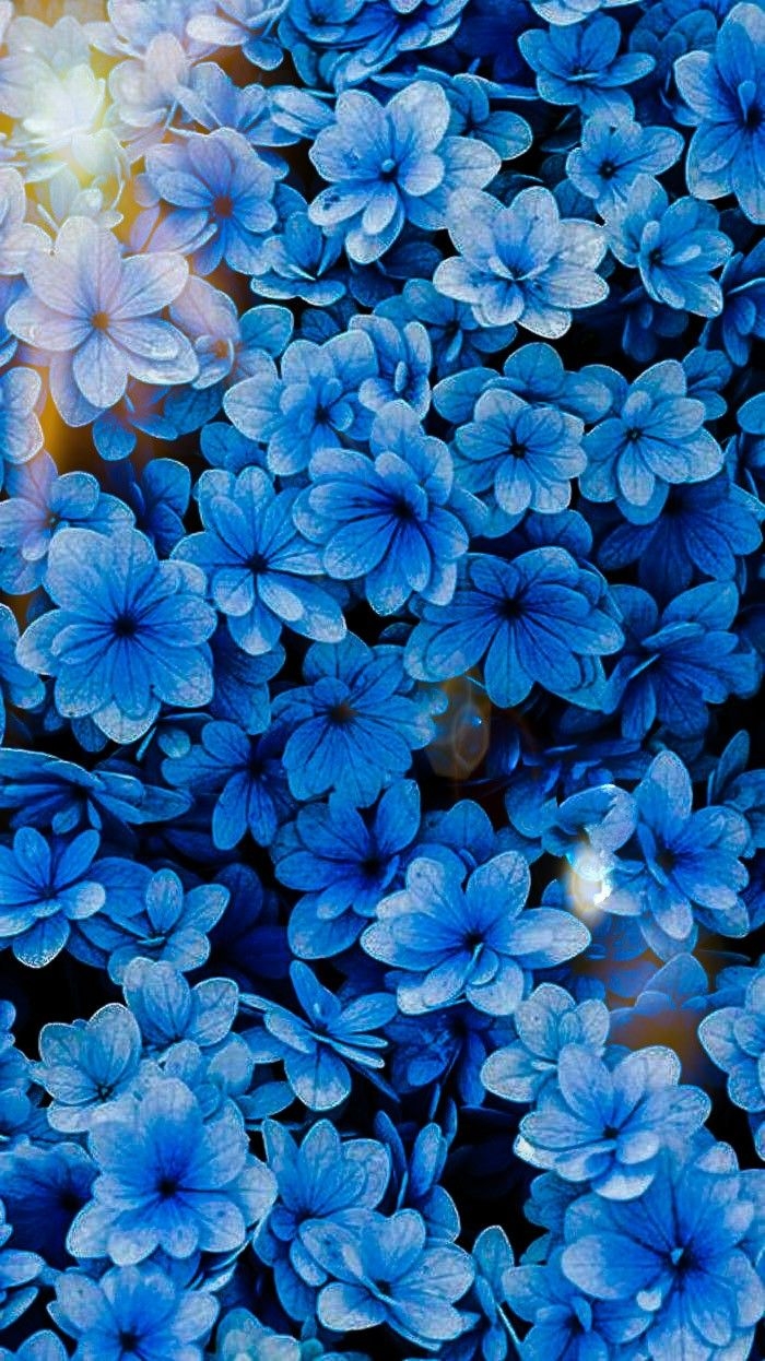 700x1250 fond ď ècran fleurs. Blue flower wallpaper, Delphinium flowers, Blue flowers, Phone